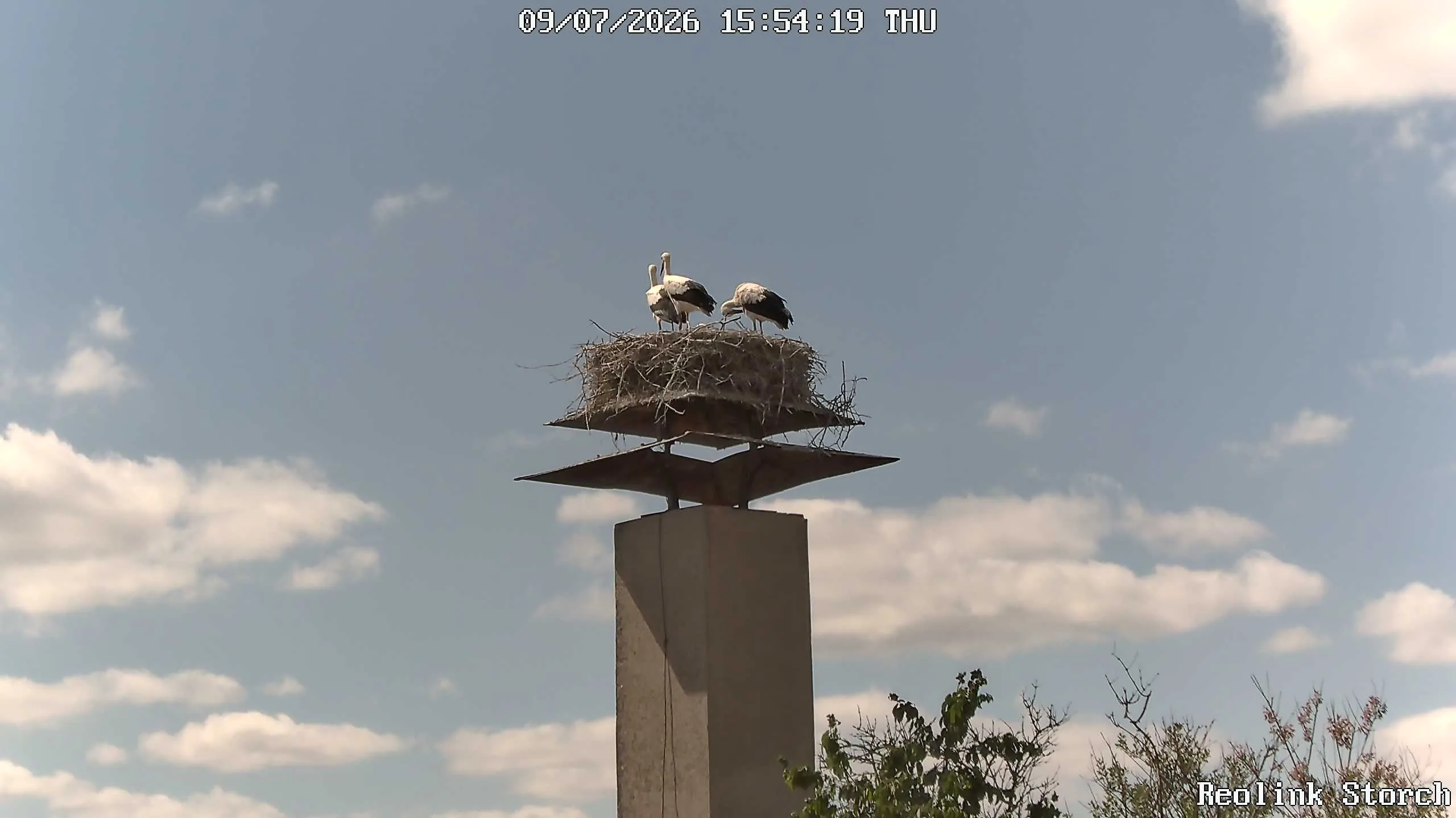 Storchencam Bild