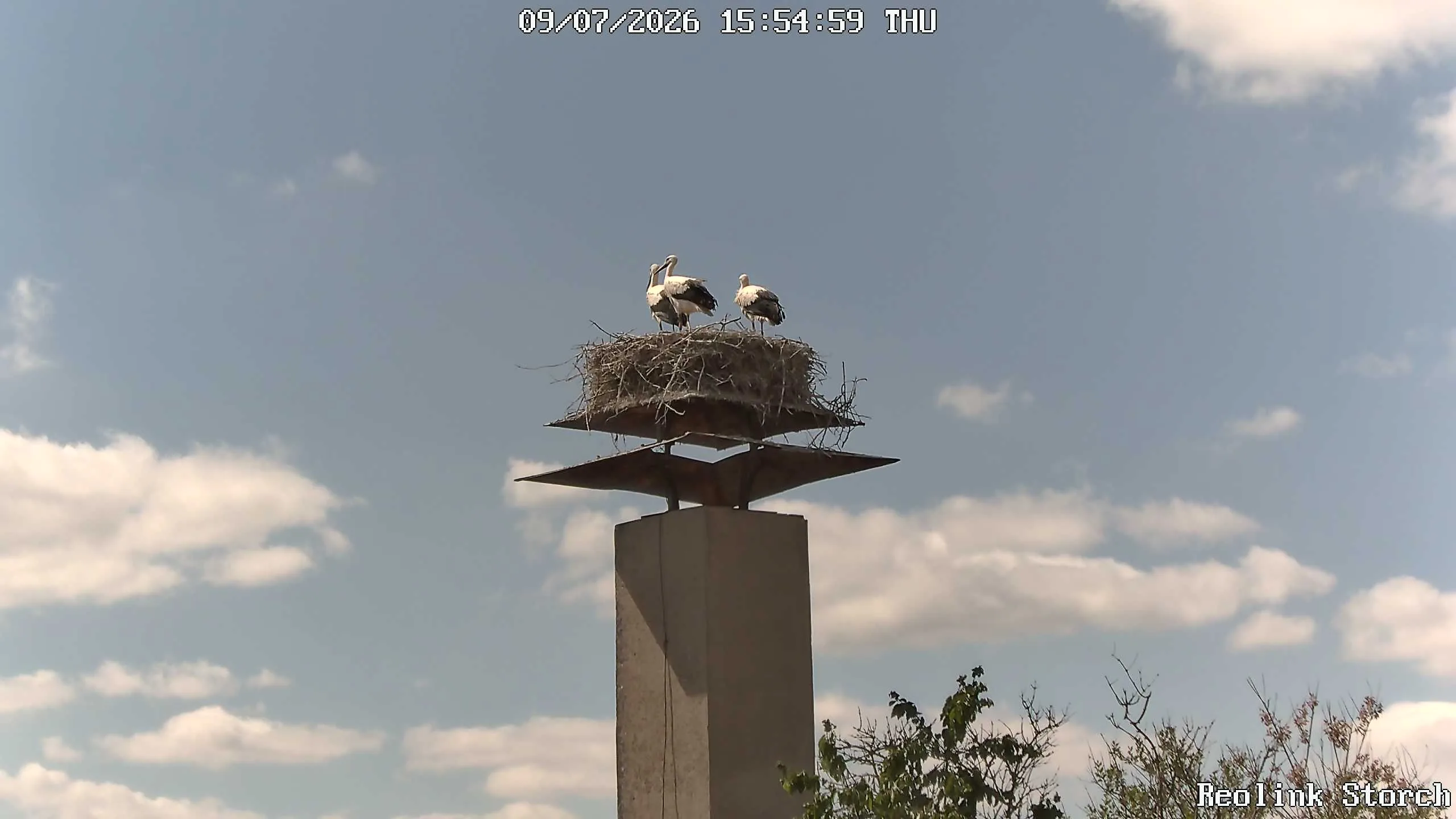 Storchencam Bild