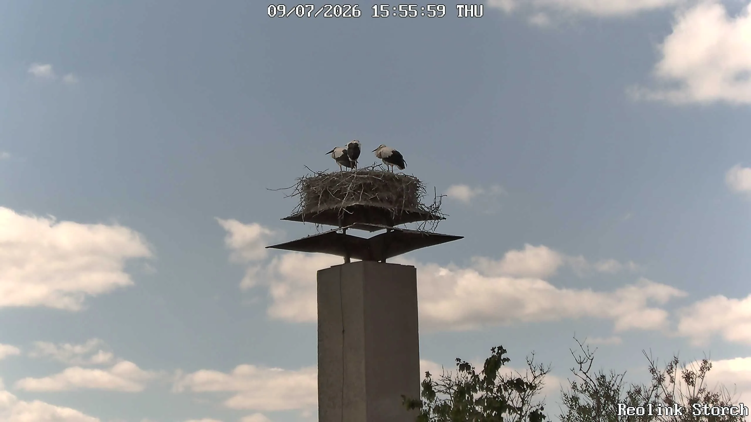 Storchencam Bild