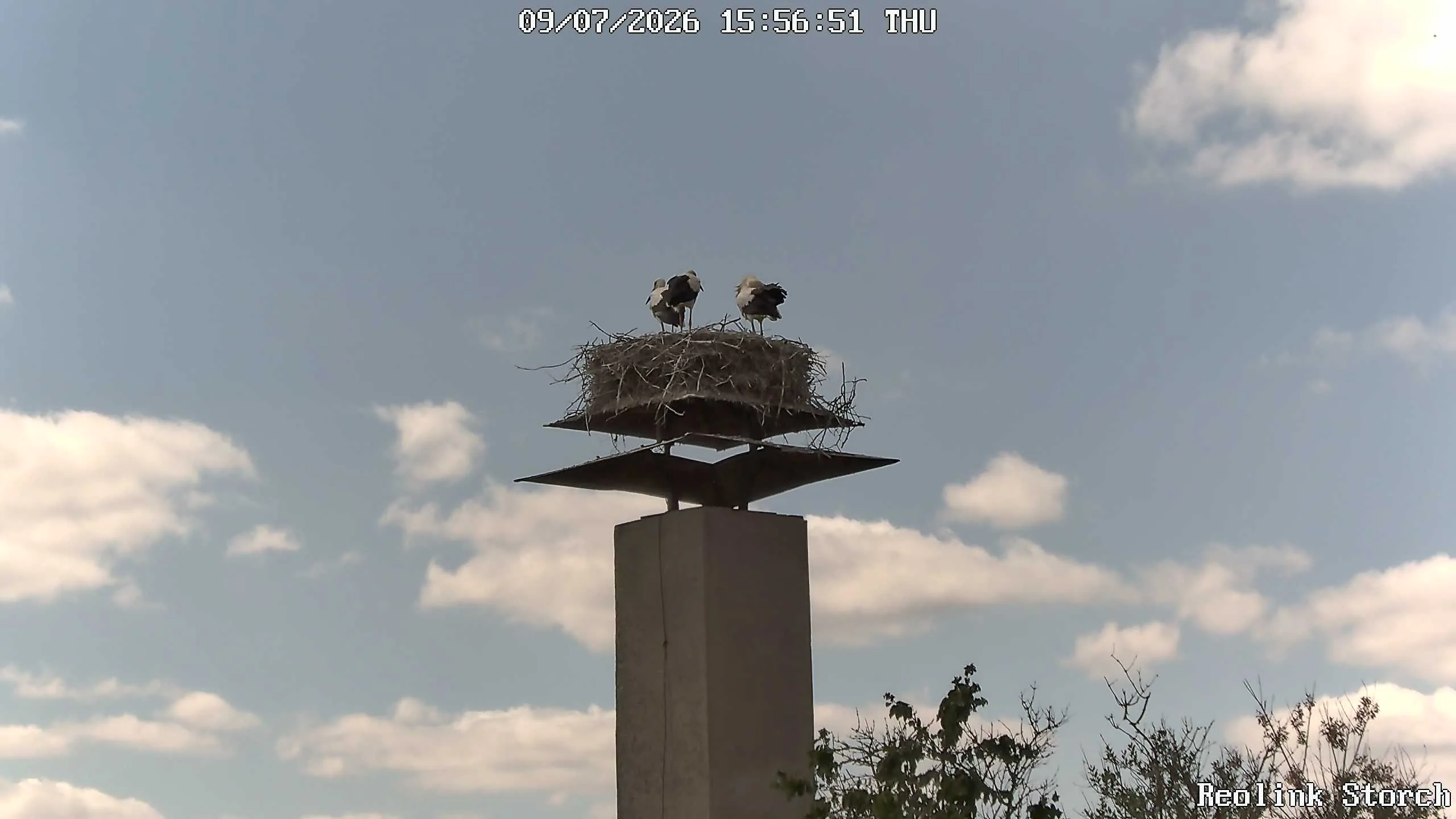 Storchencam Bild