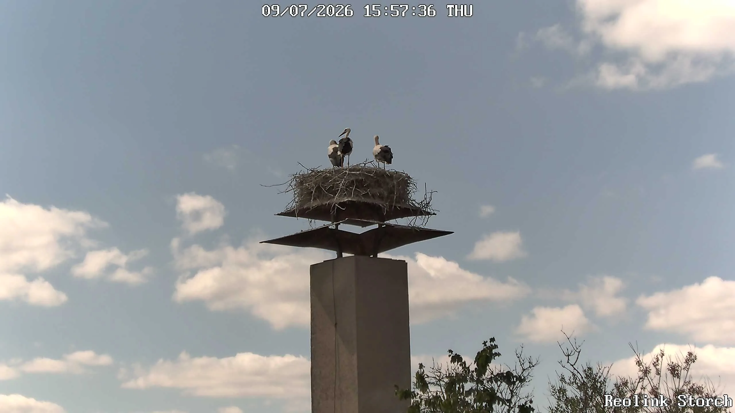 Storchencam Bild