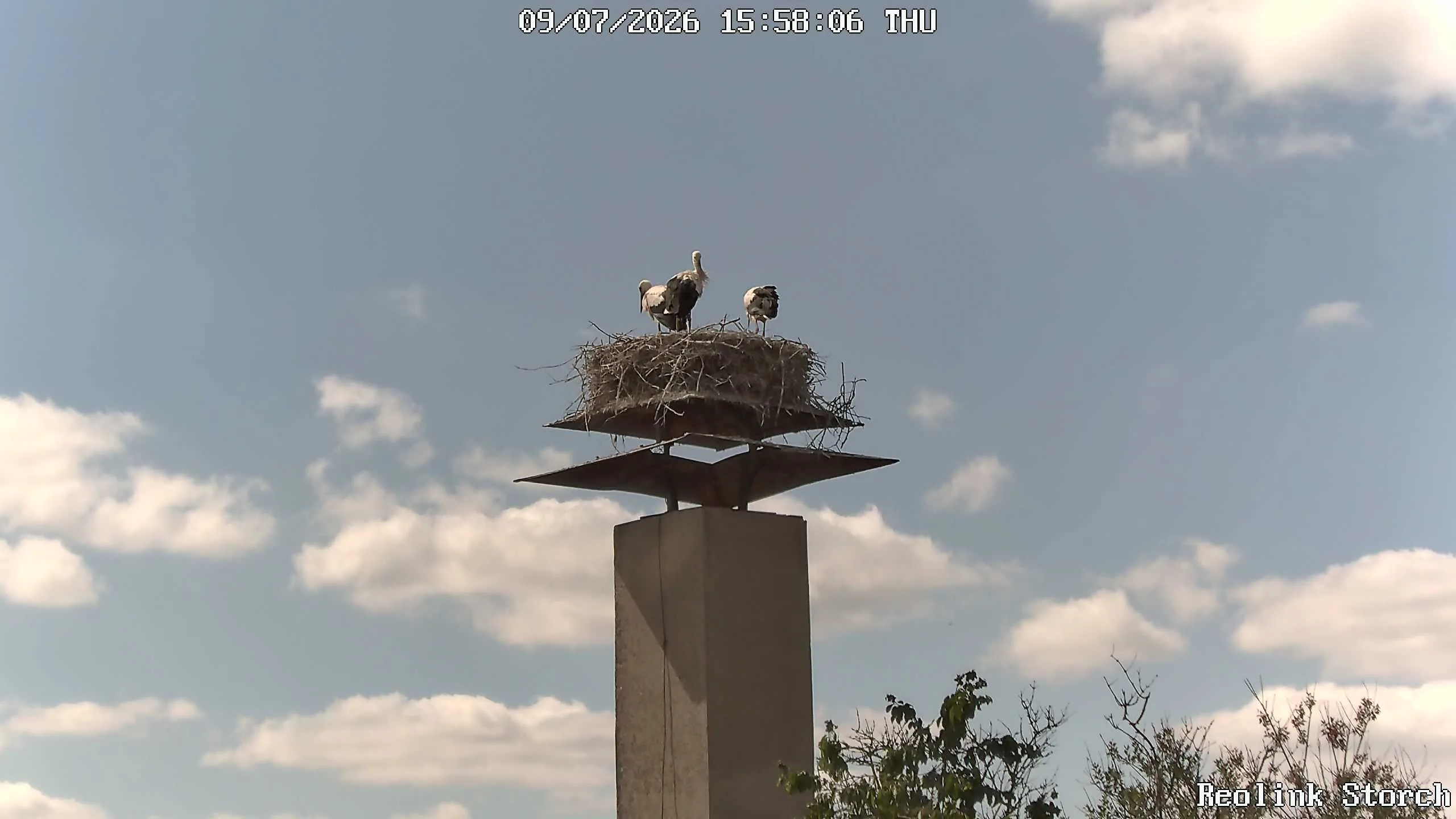 Storchencam Bild