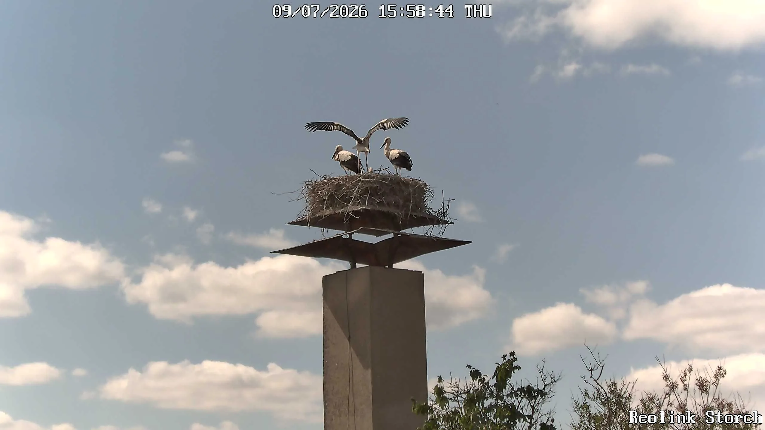 Storchencam Bild