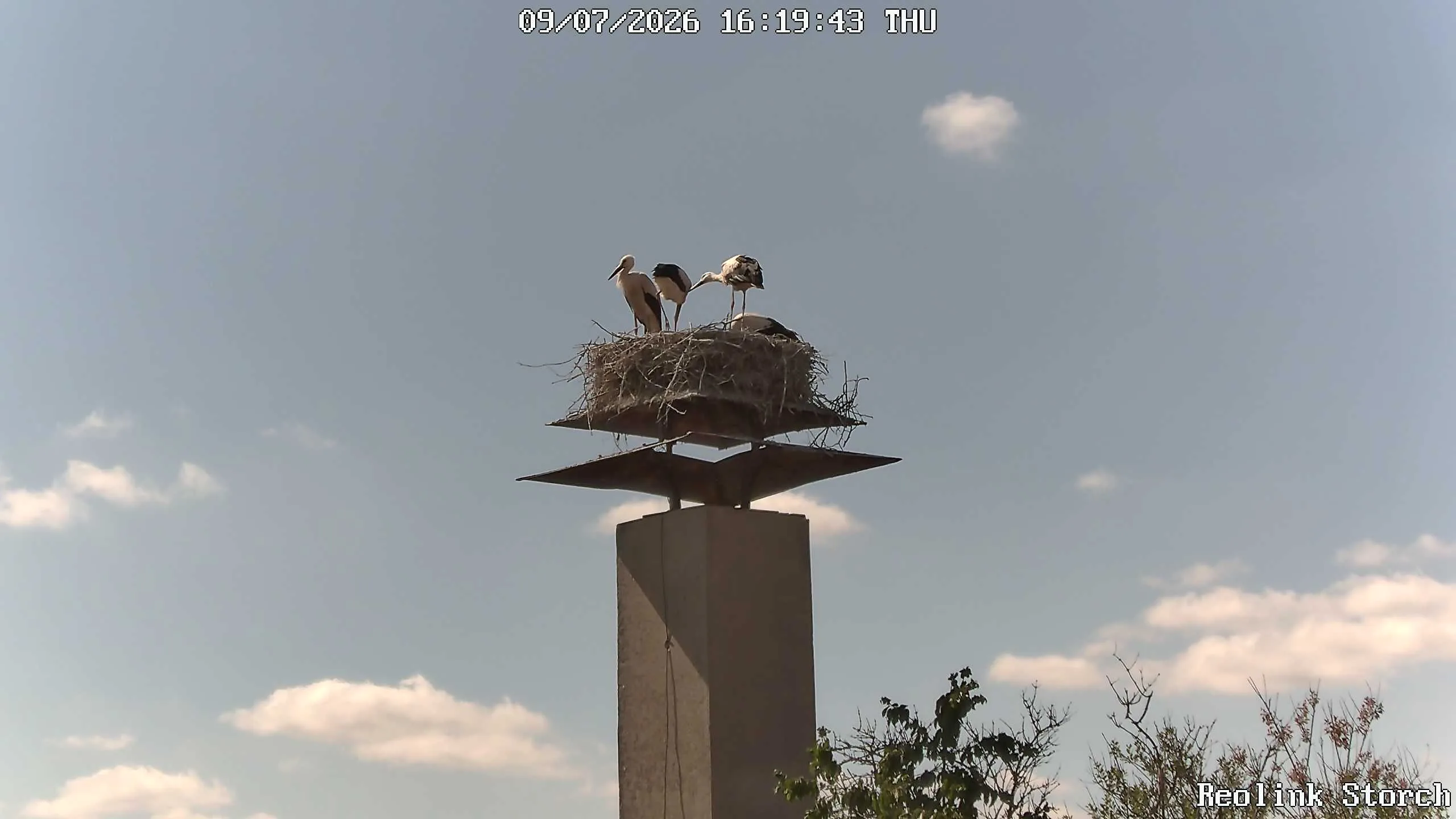 Storchencam Bild