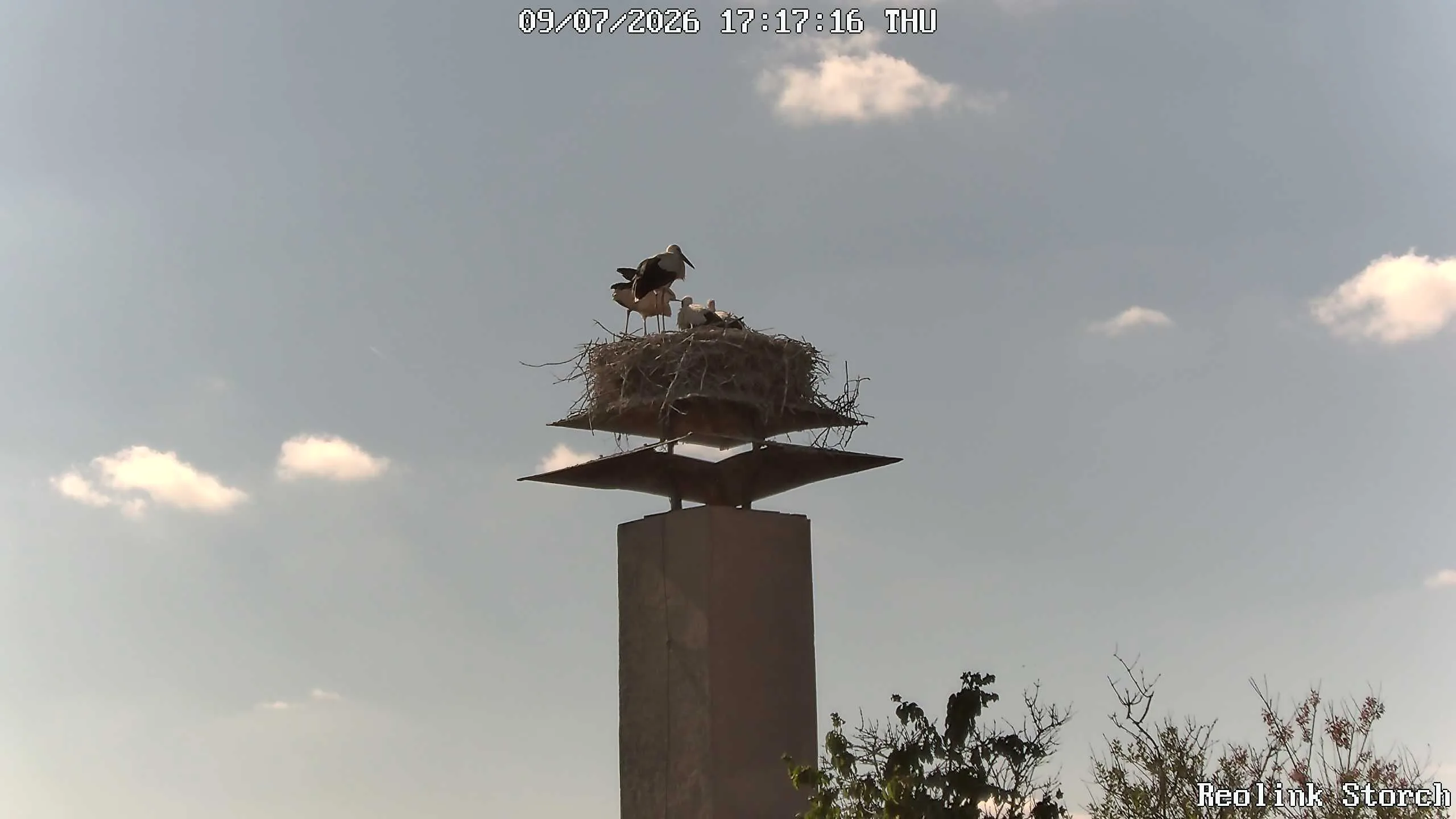 Storchencam Bild