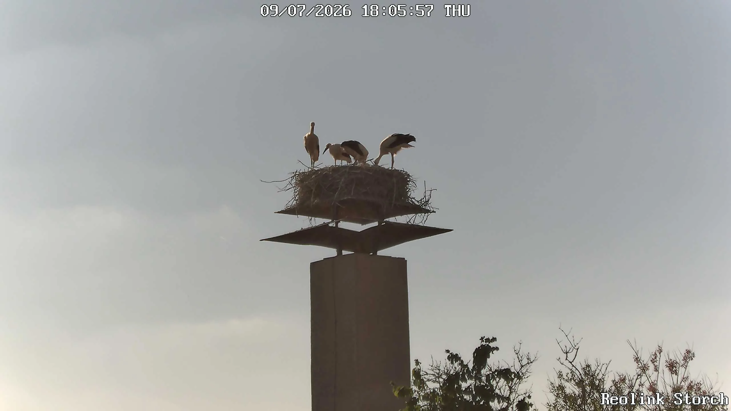 Storchencam Bild