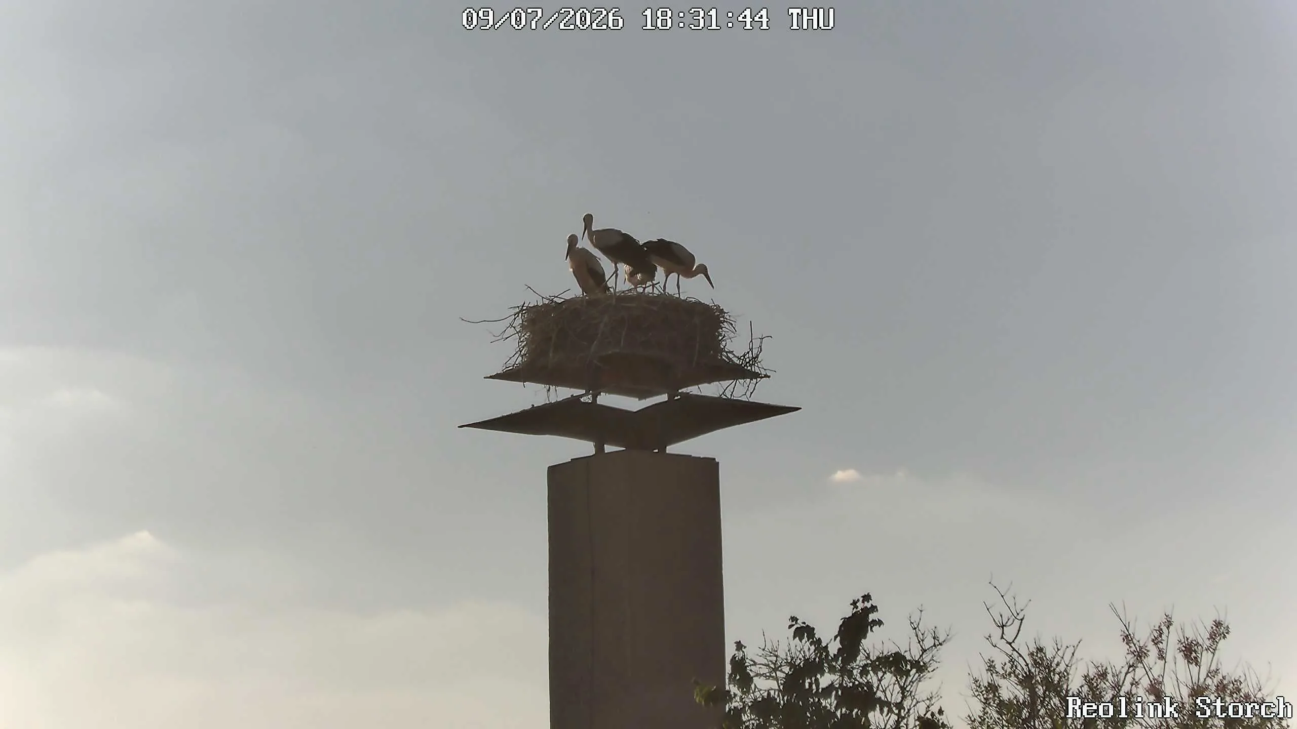 Storchencam Bild
