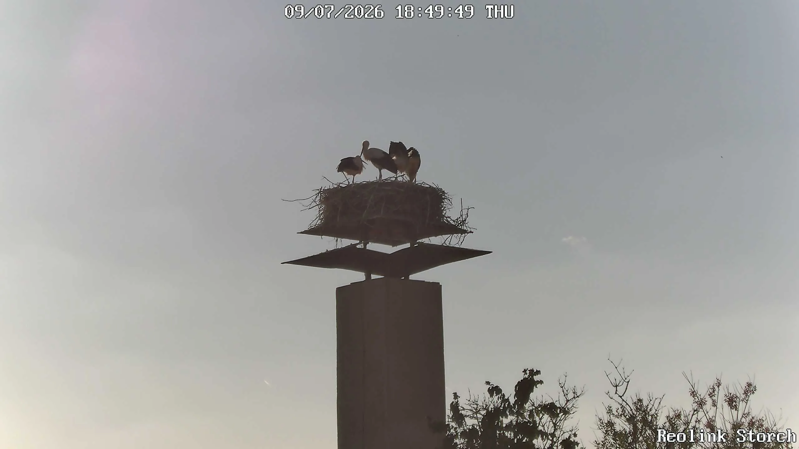 Storchencam Bild