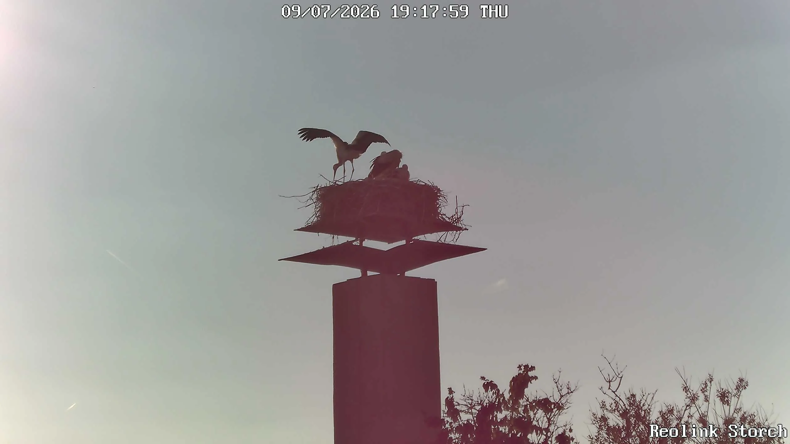 Storchencam Bild