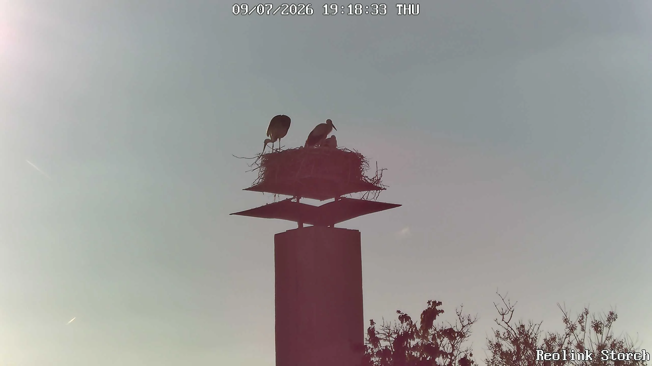 Storchencam Bild