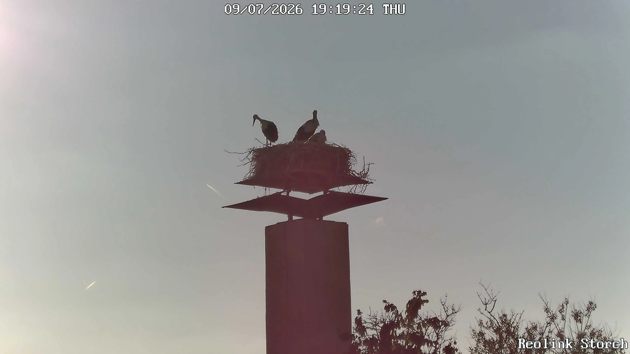 Storchencam Bild