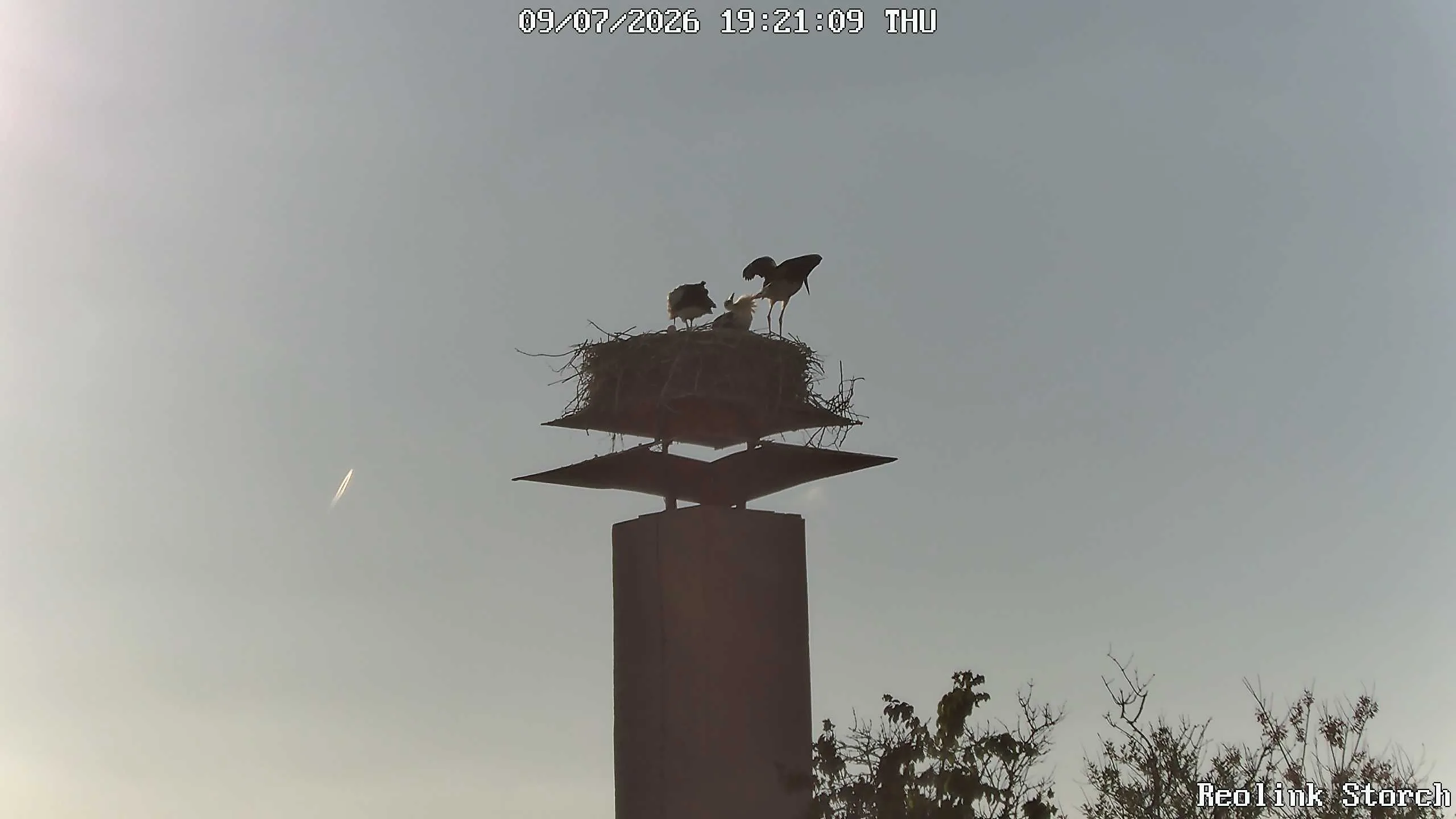 Storchencam Bild