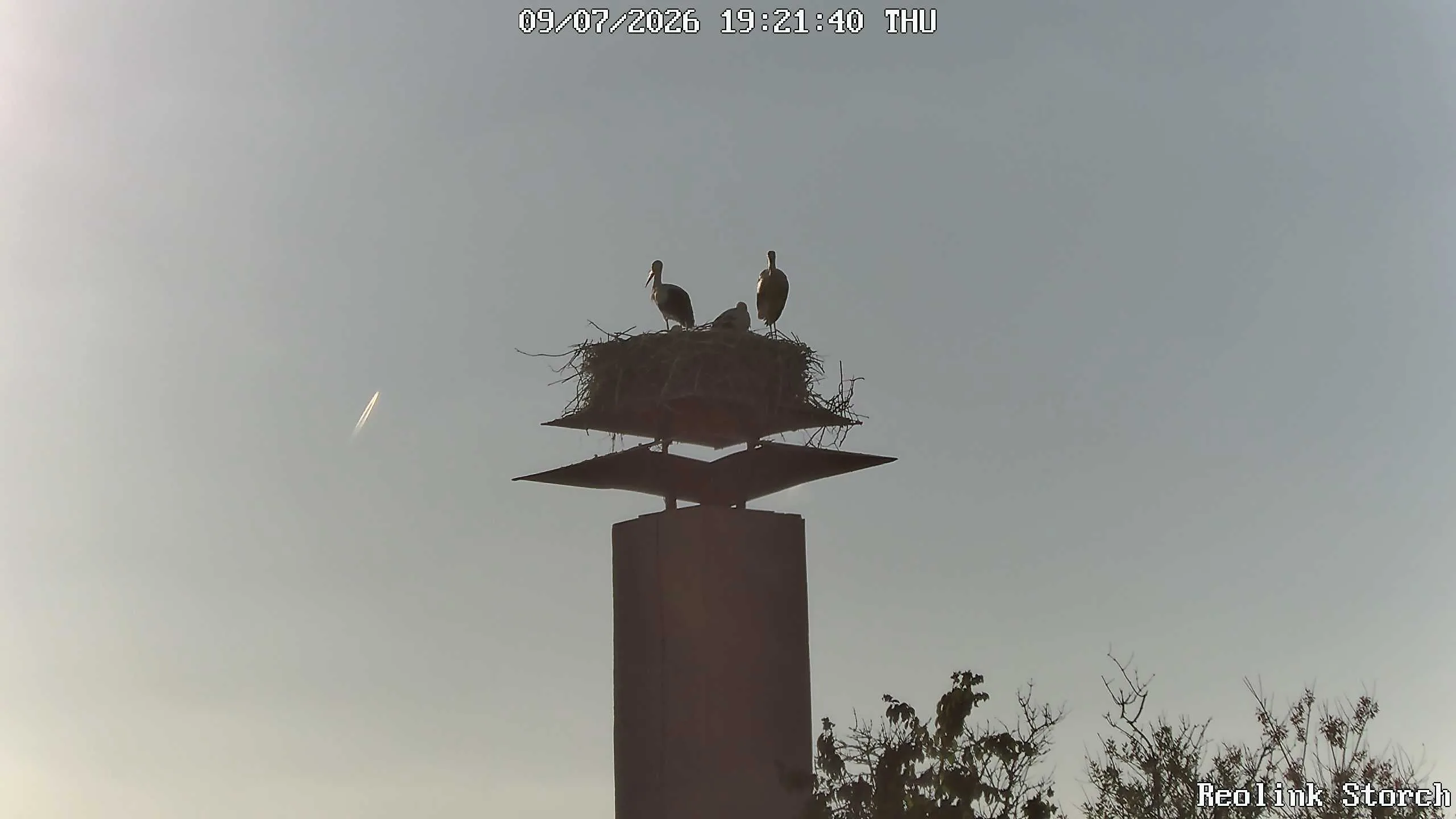 Storchencam Bild