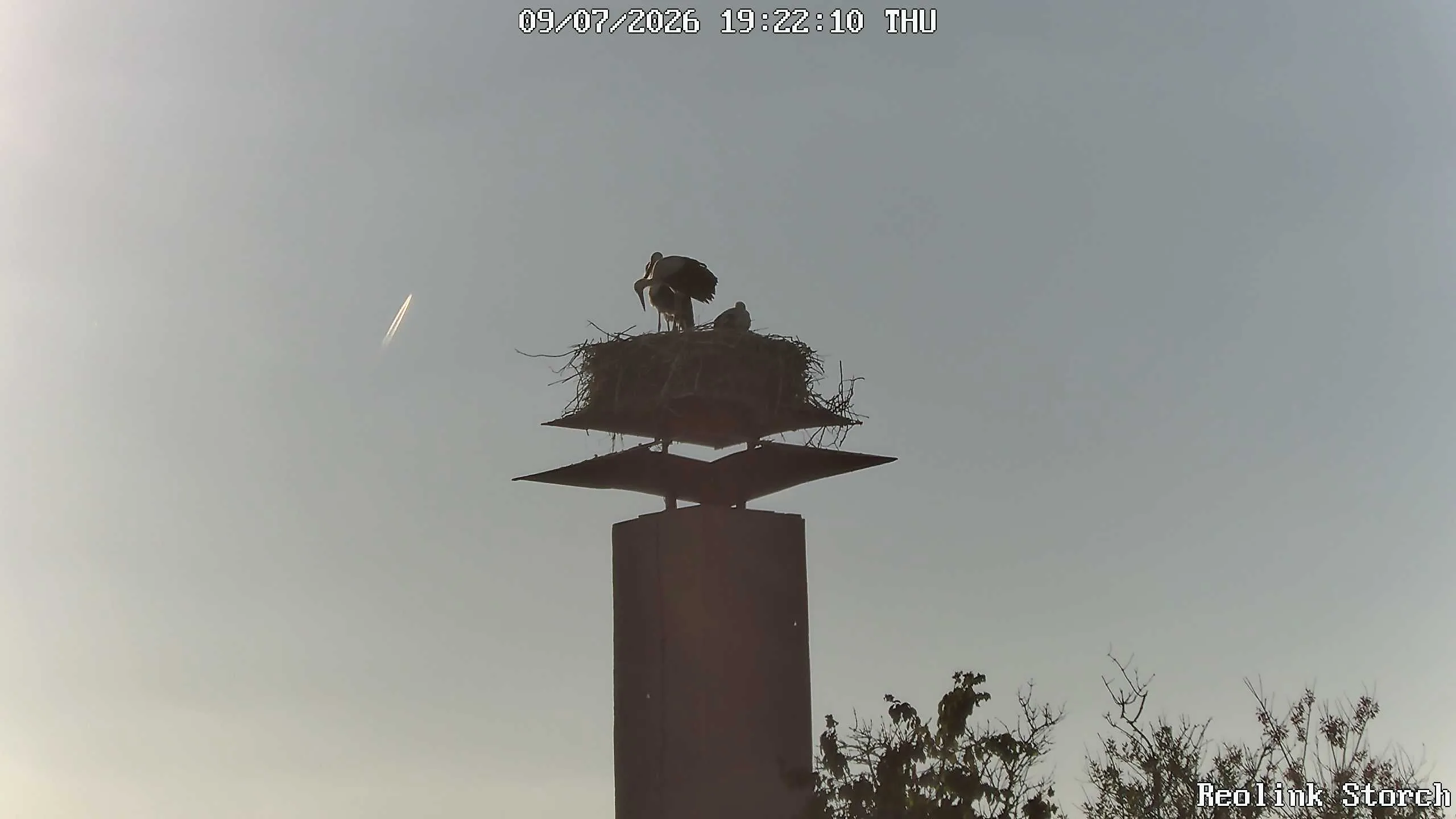 Storchencam Bild