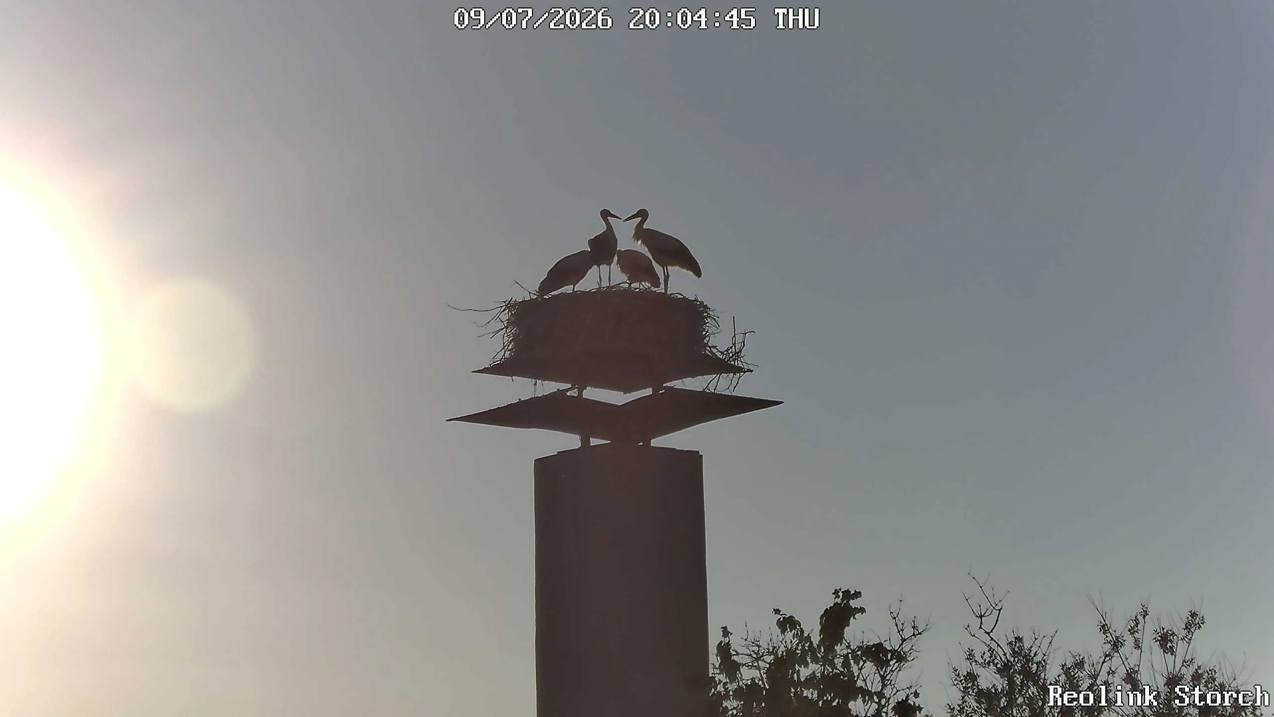Storchencam Bild