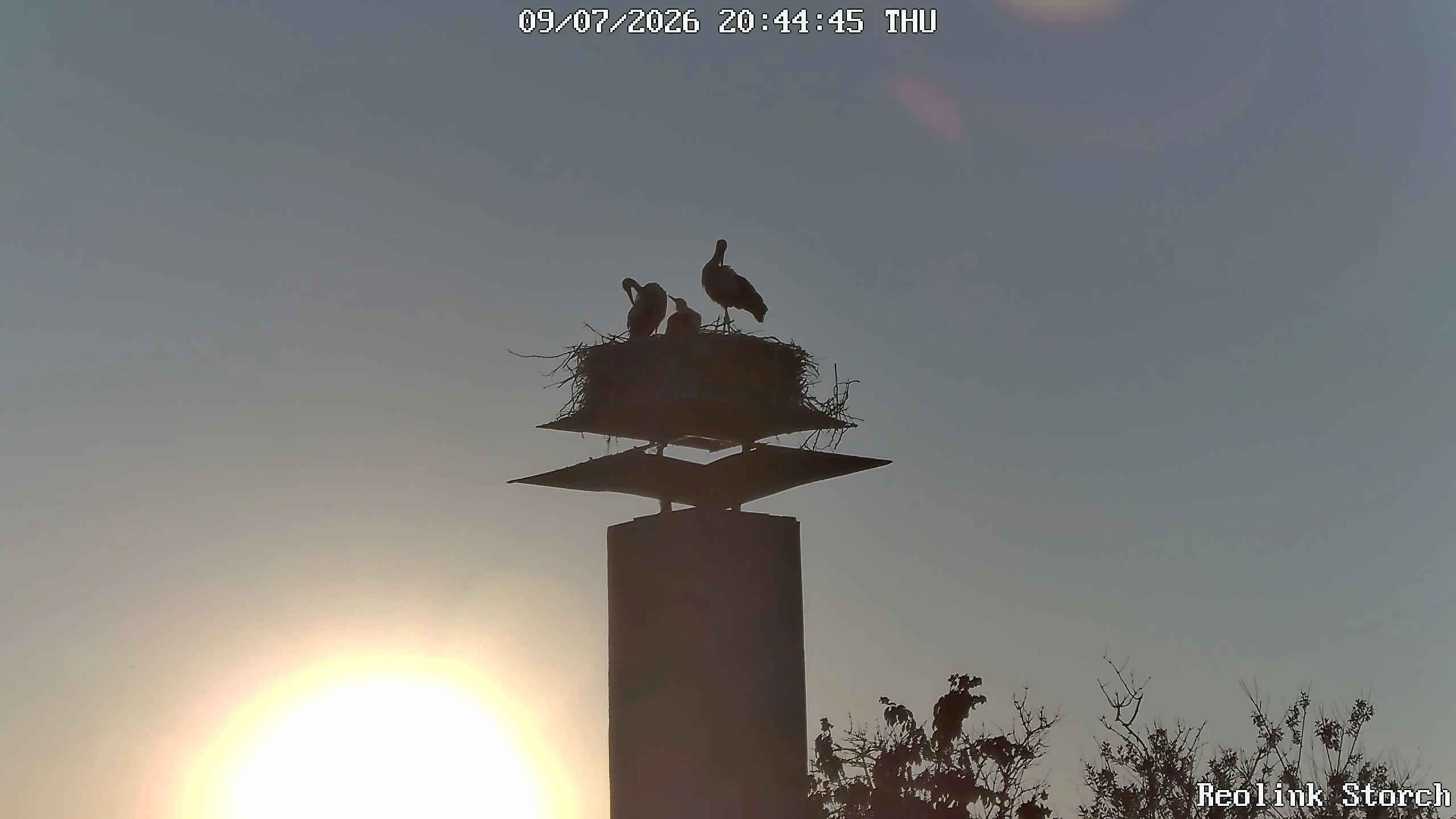 Storchencam Bild