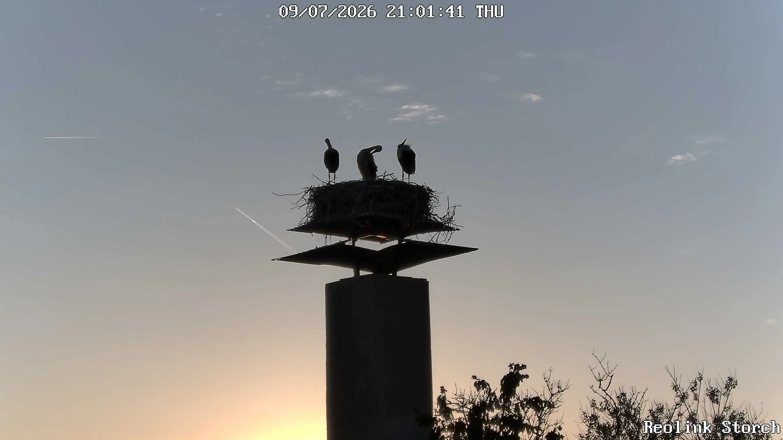 Storchencam Bild