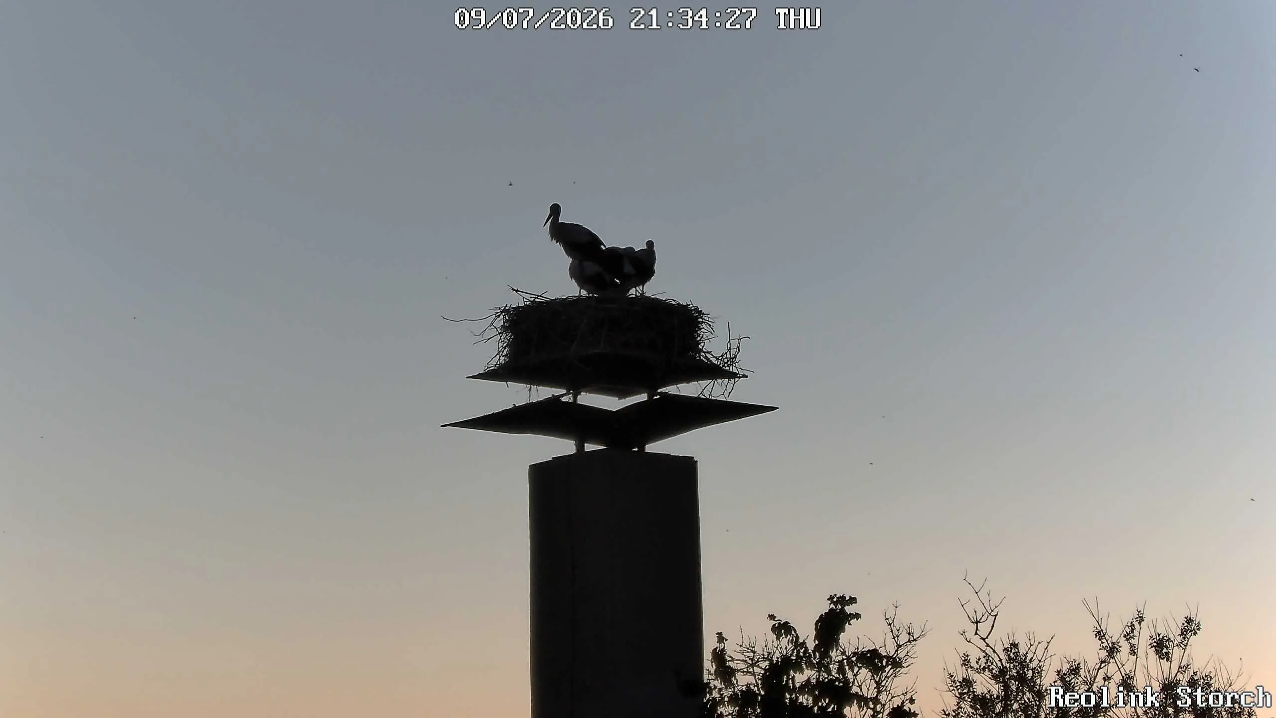 Storchencam Bild