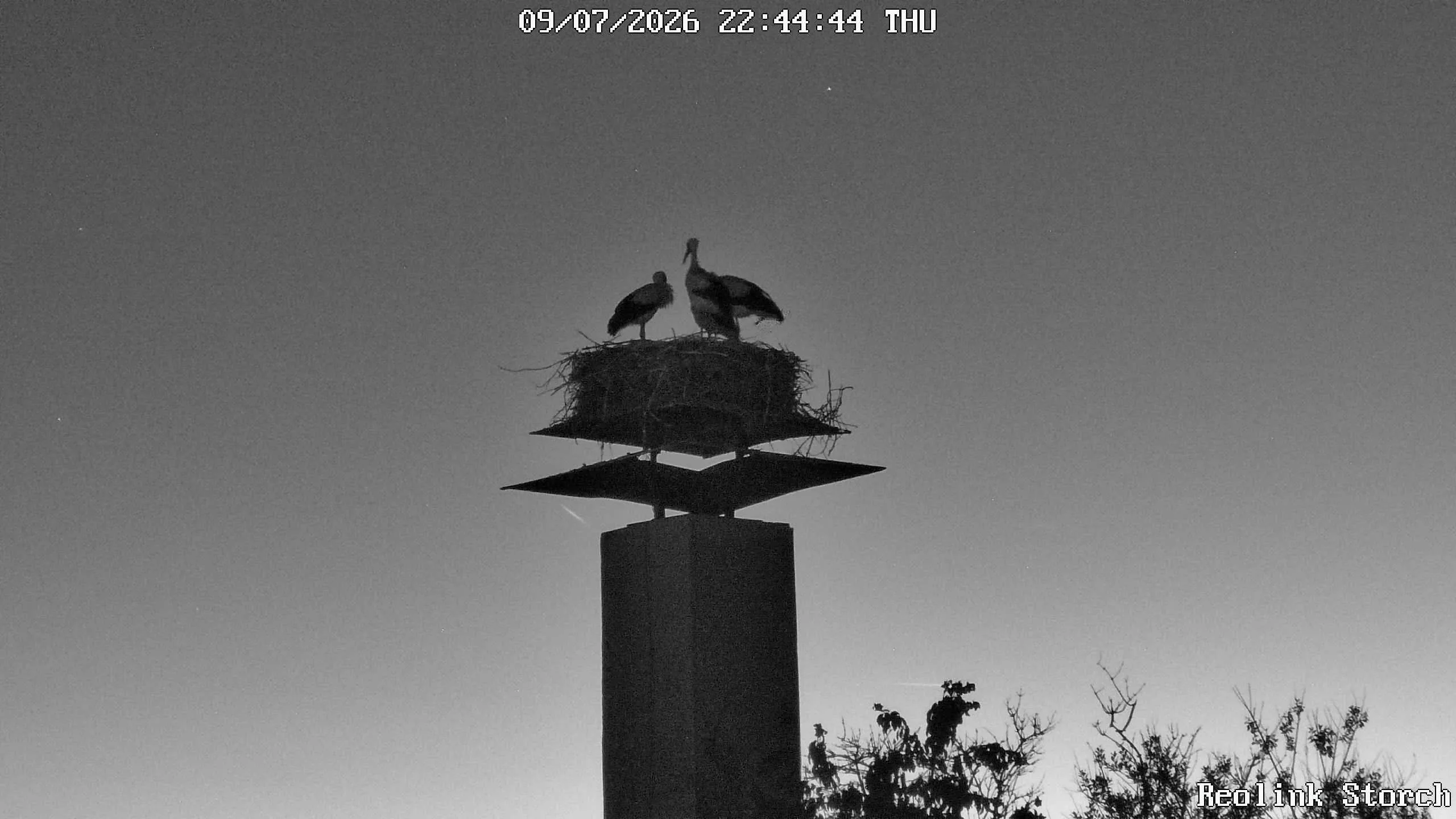 Storchencam Bild