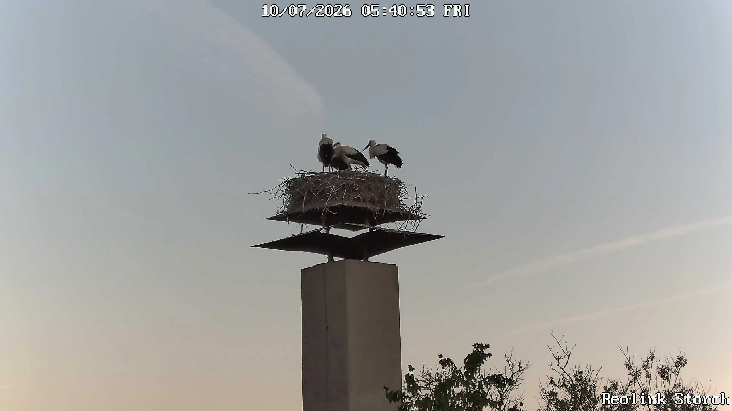 Storchencam Bild