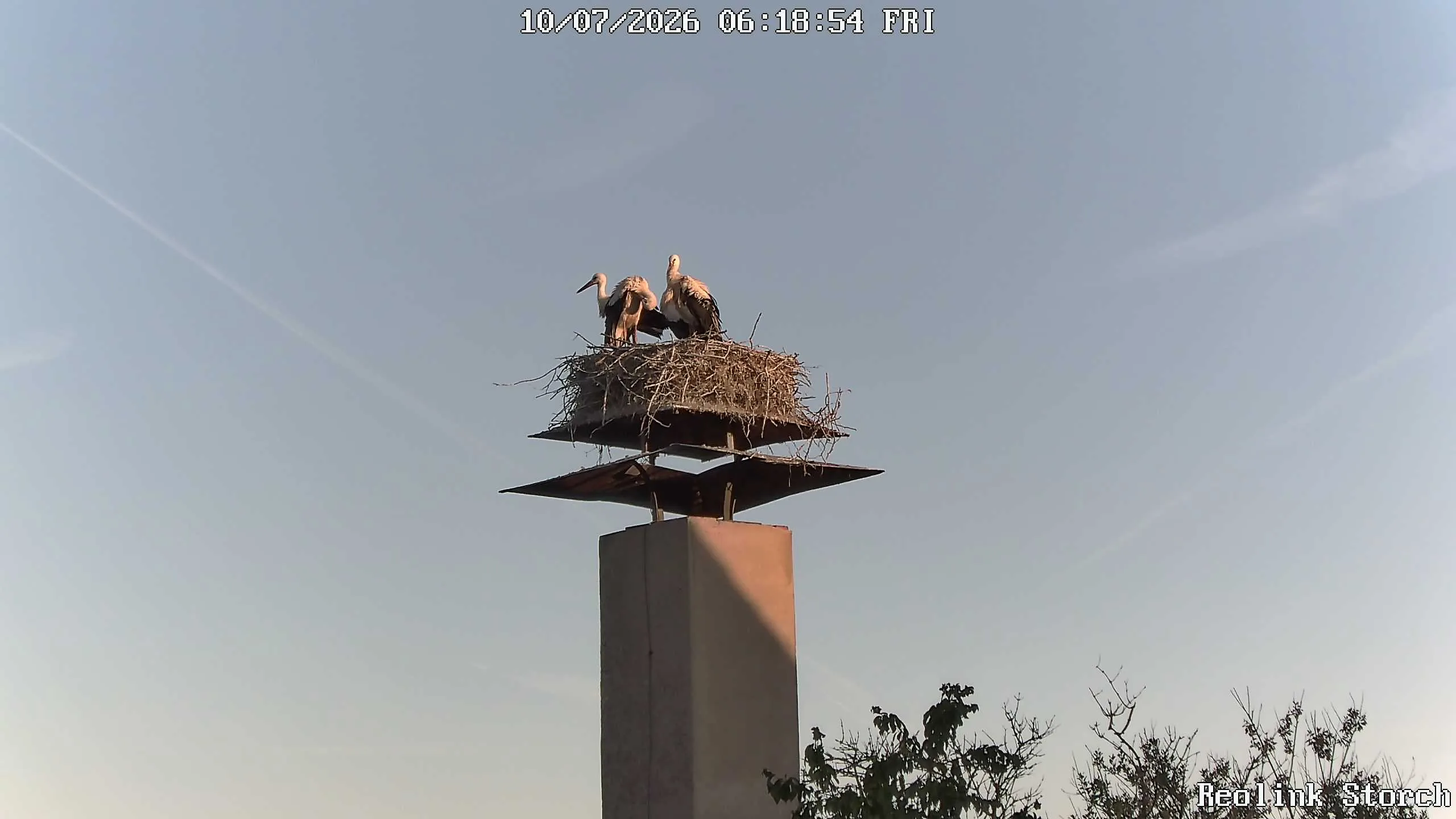 Storchencam Bild