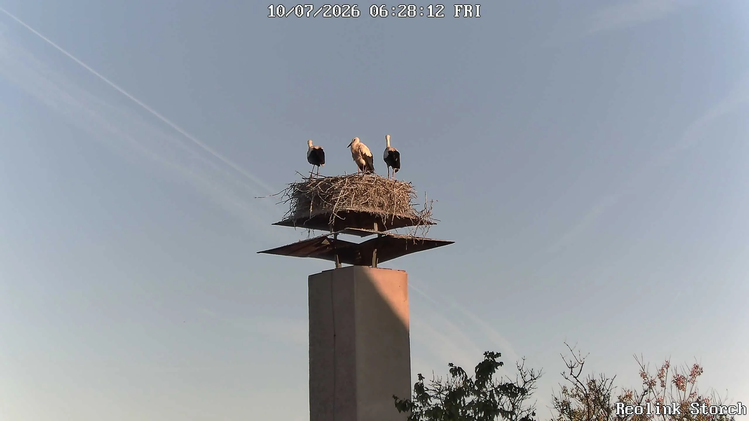 Storchencam Bild