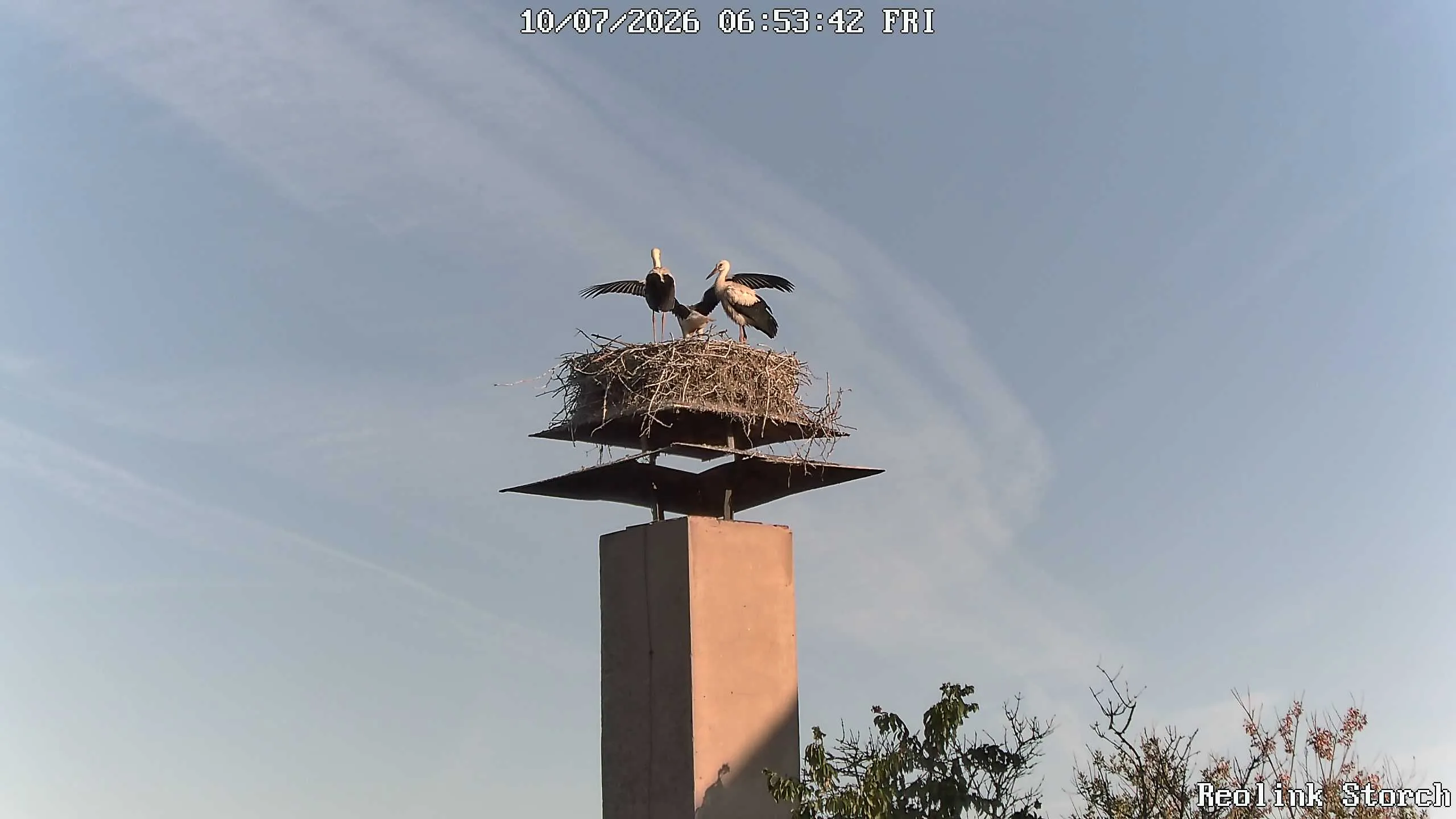 Storchencam Bild