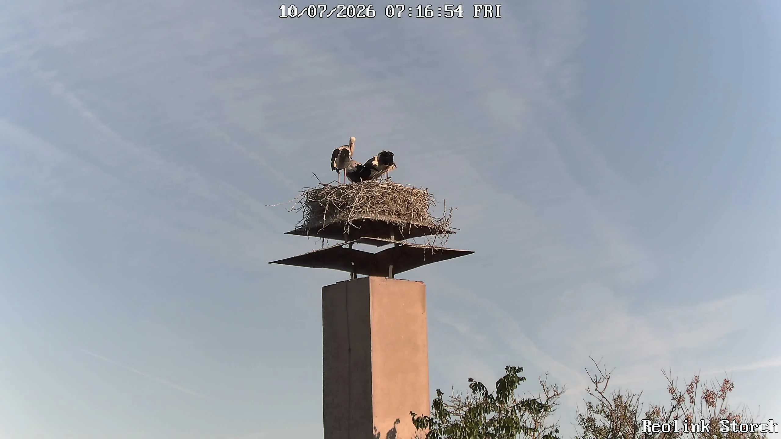 Storchencam Bild