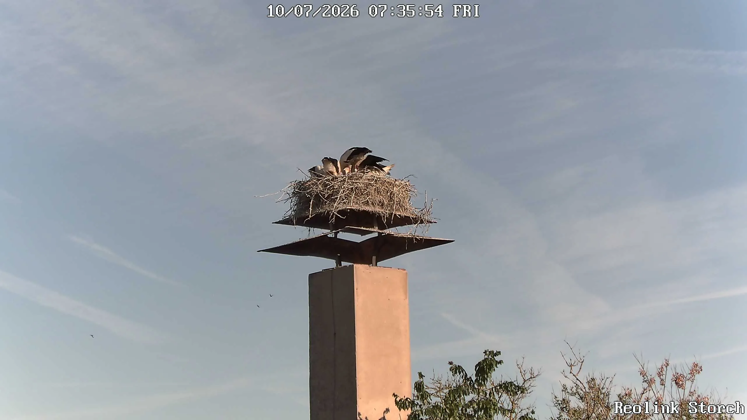 Storchencam Bild