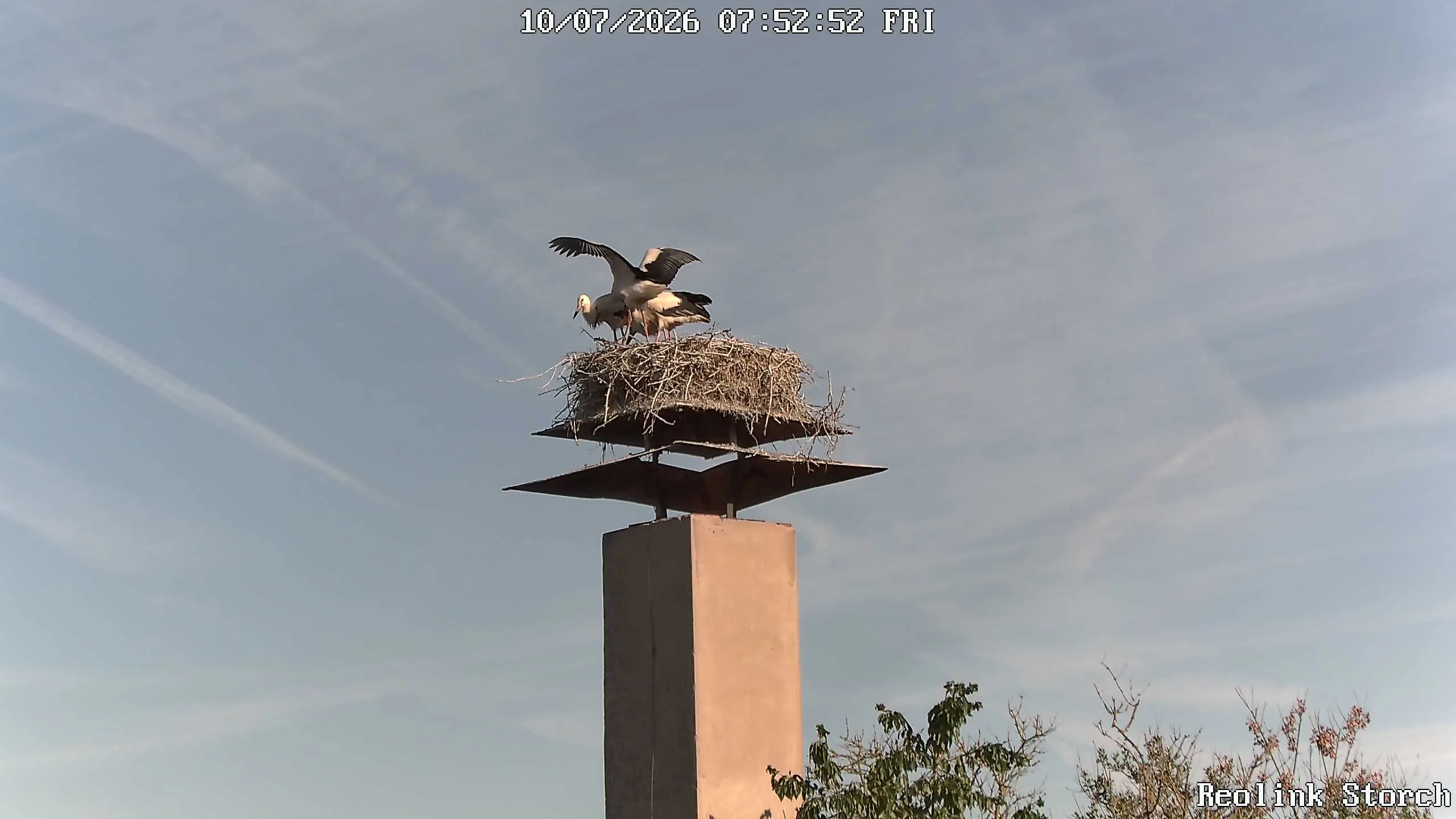Storchencam Bild