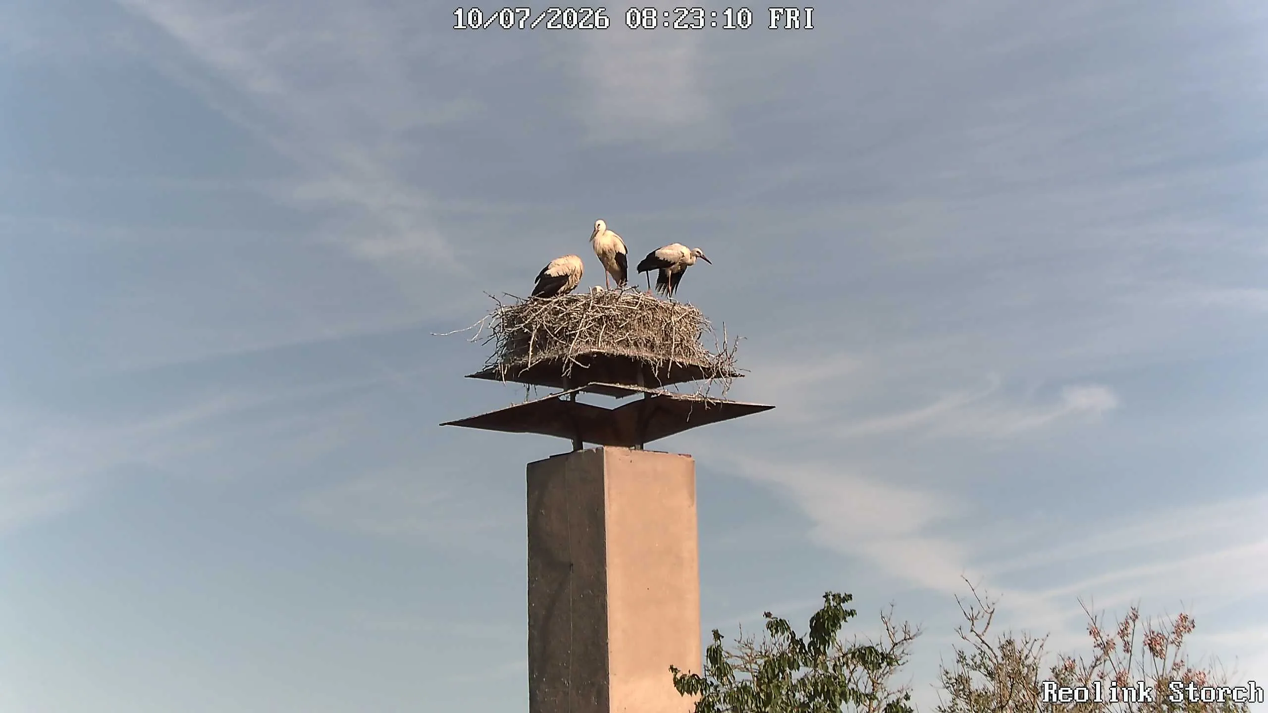 Storchencam Bild