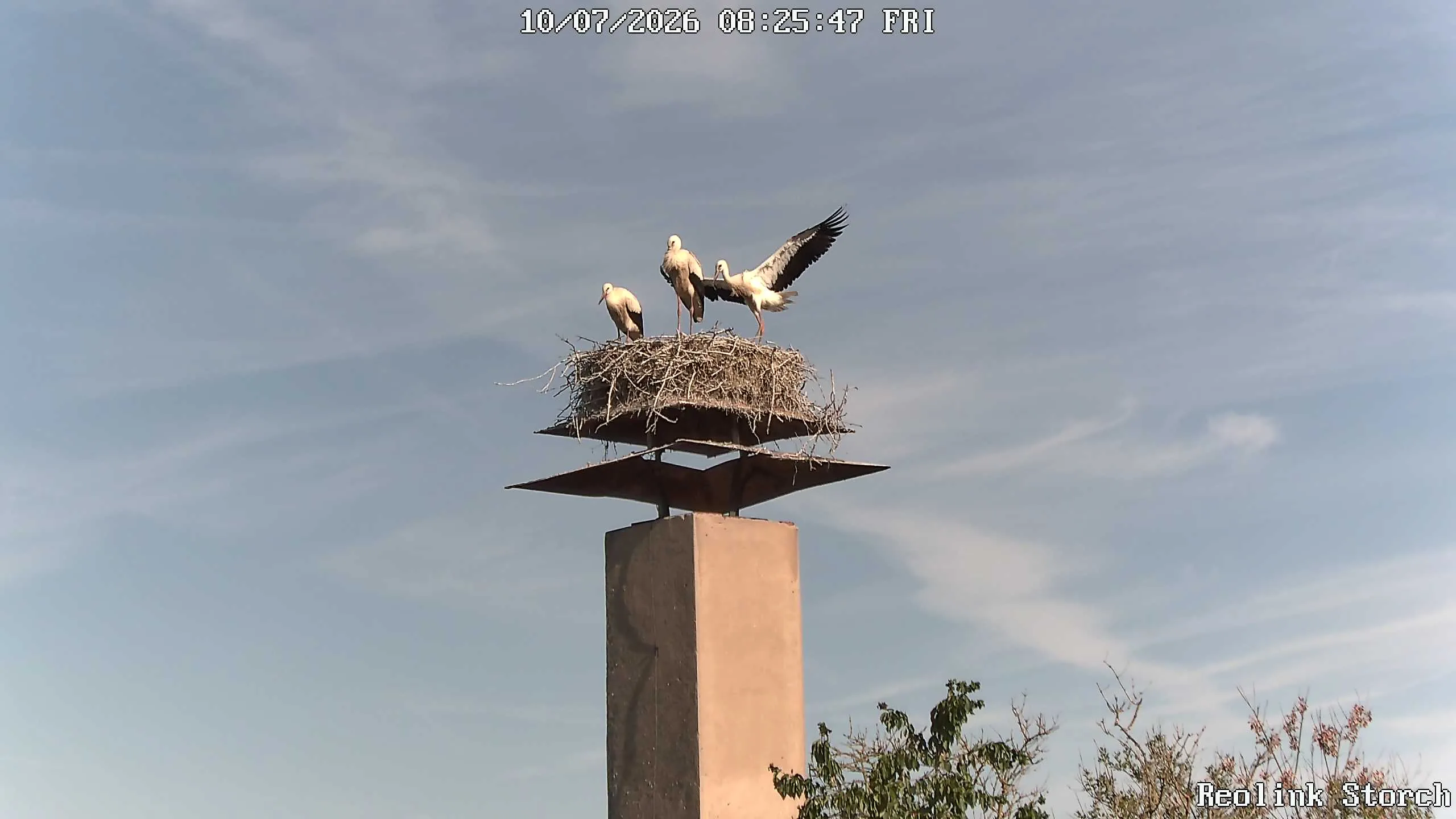 Storchencam Bild