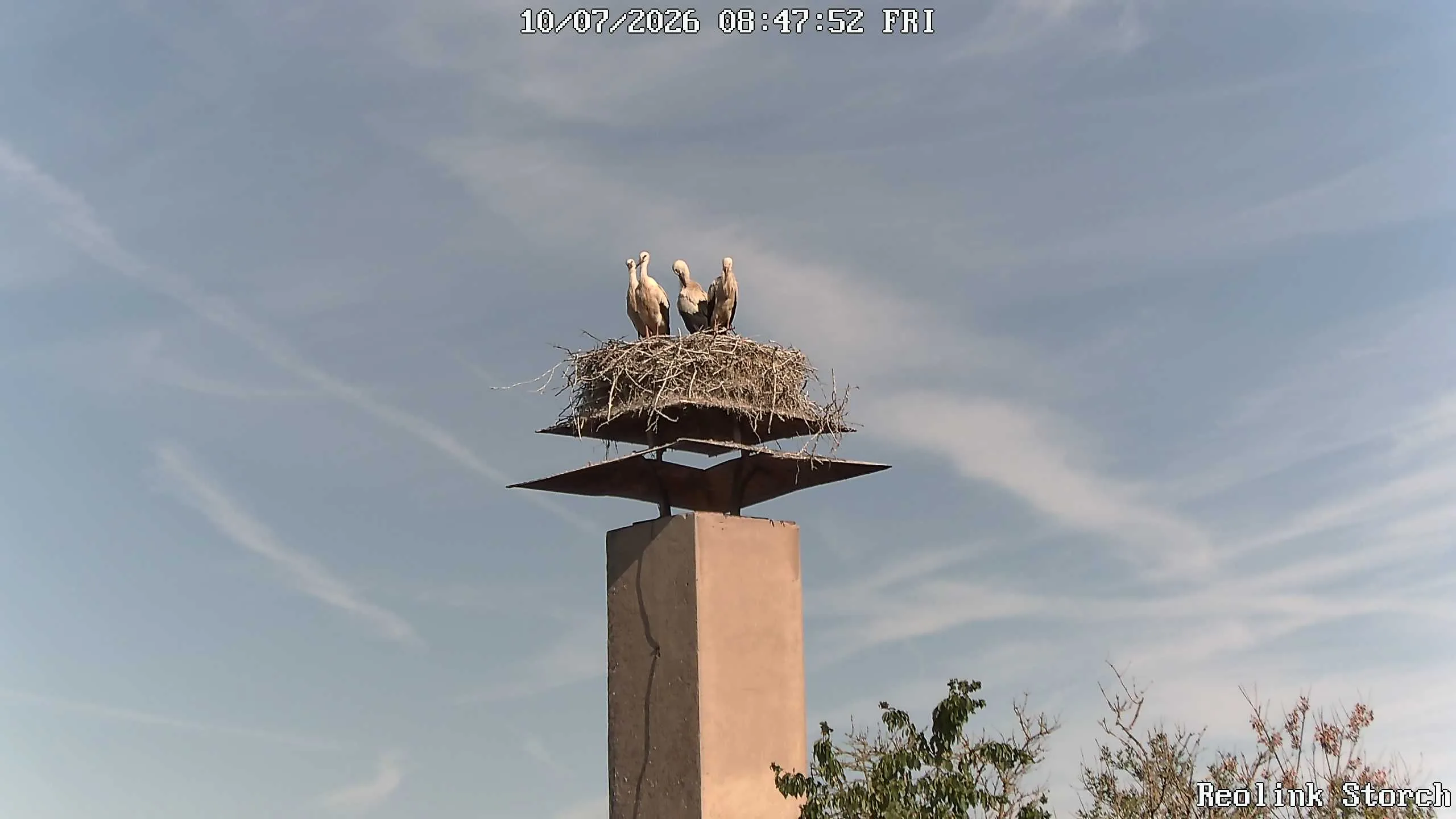 Storchencam Bild