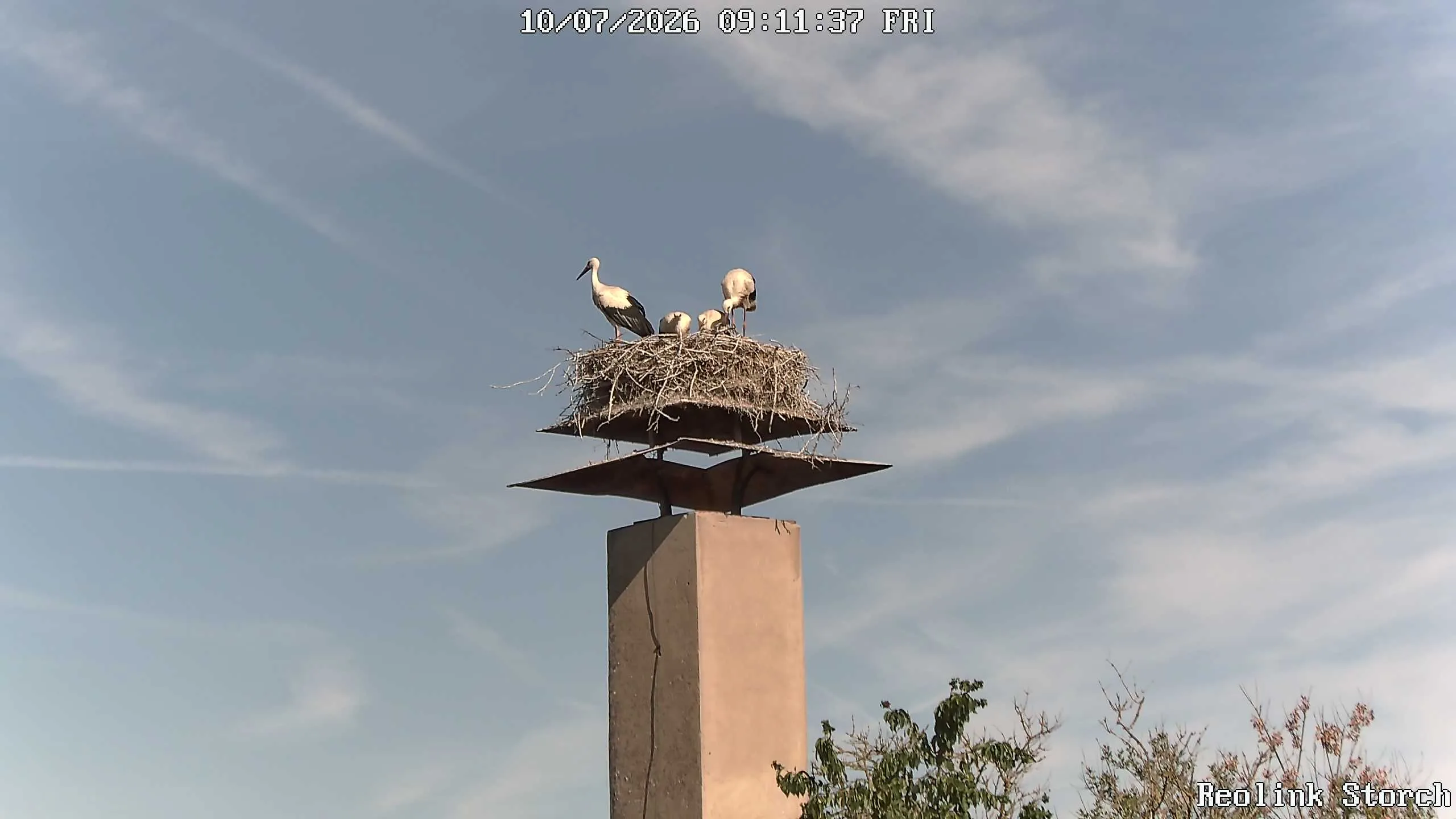 Storchencam Bild