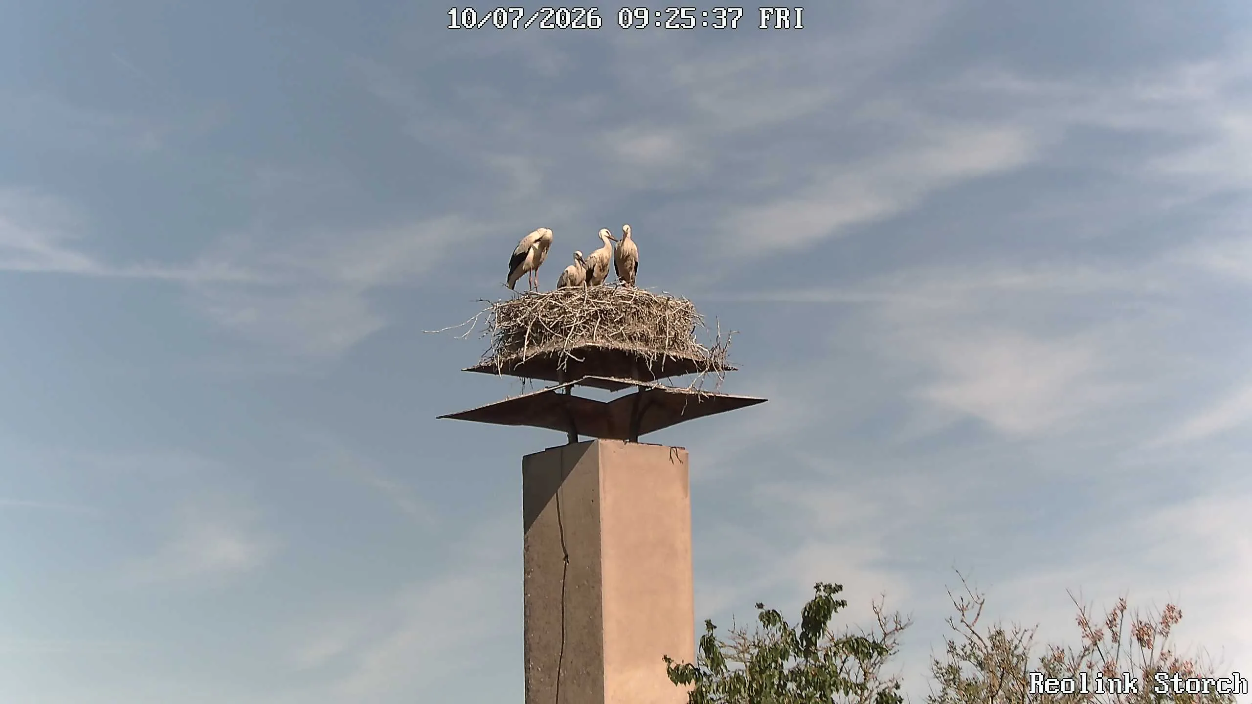 Storchencam Bild