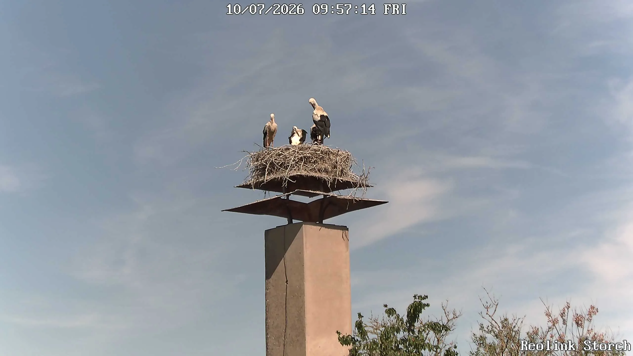 Storchencam Bild