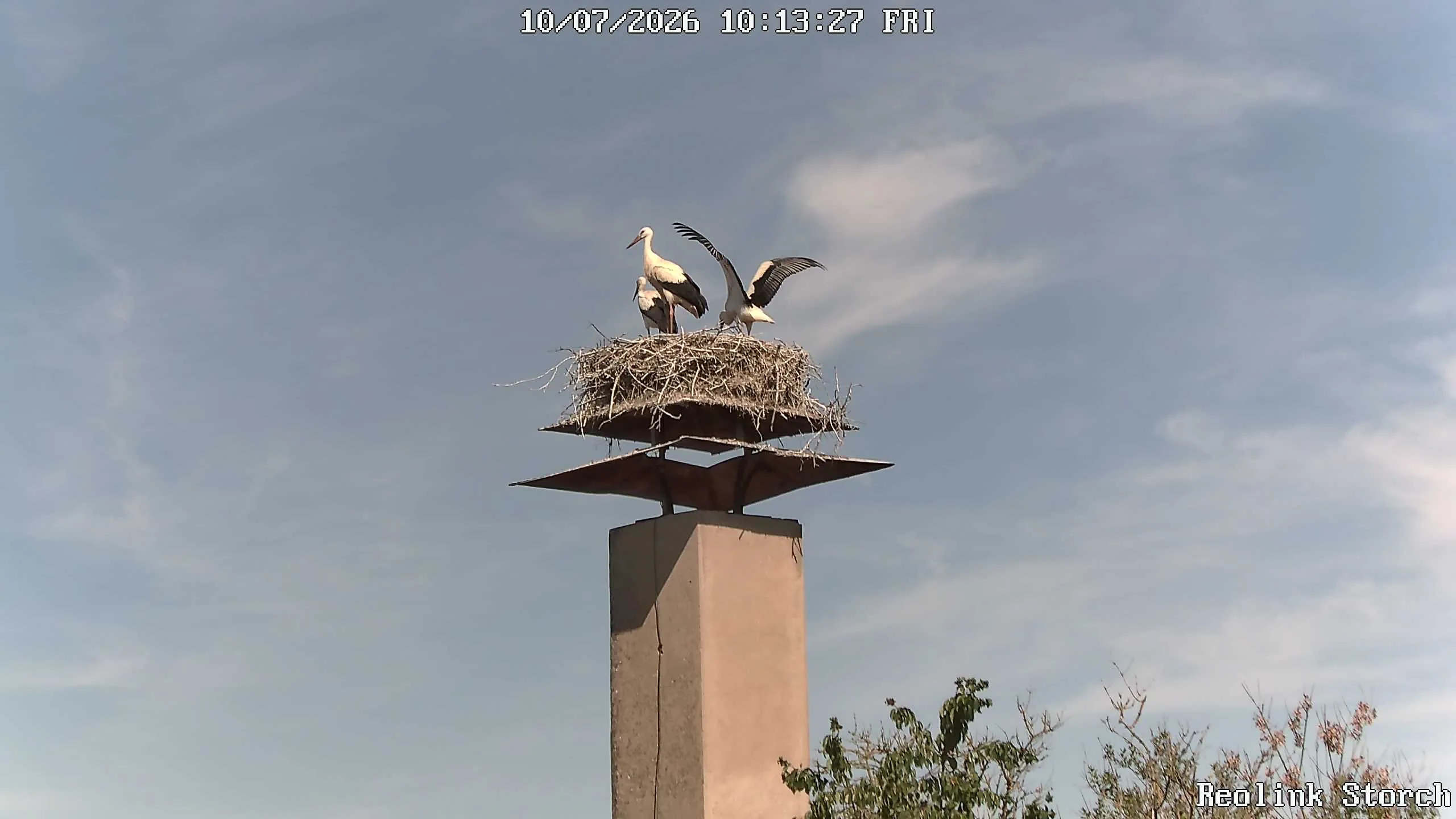 Storchencam Bild