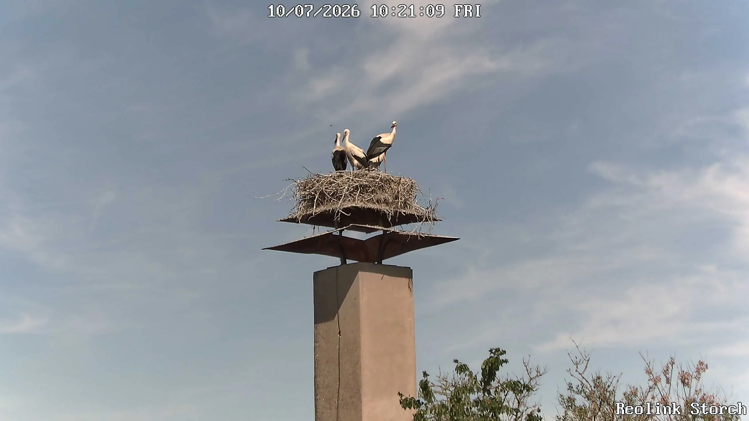 Storchencam Bild