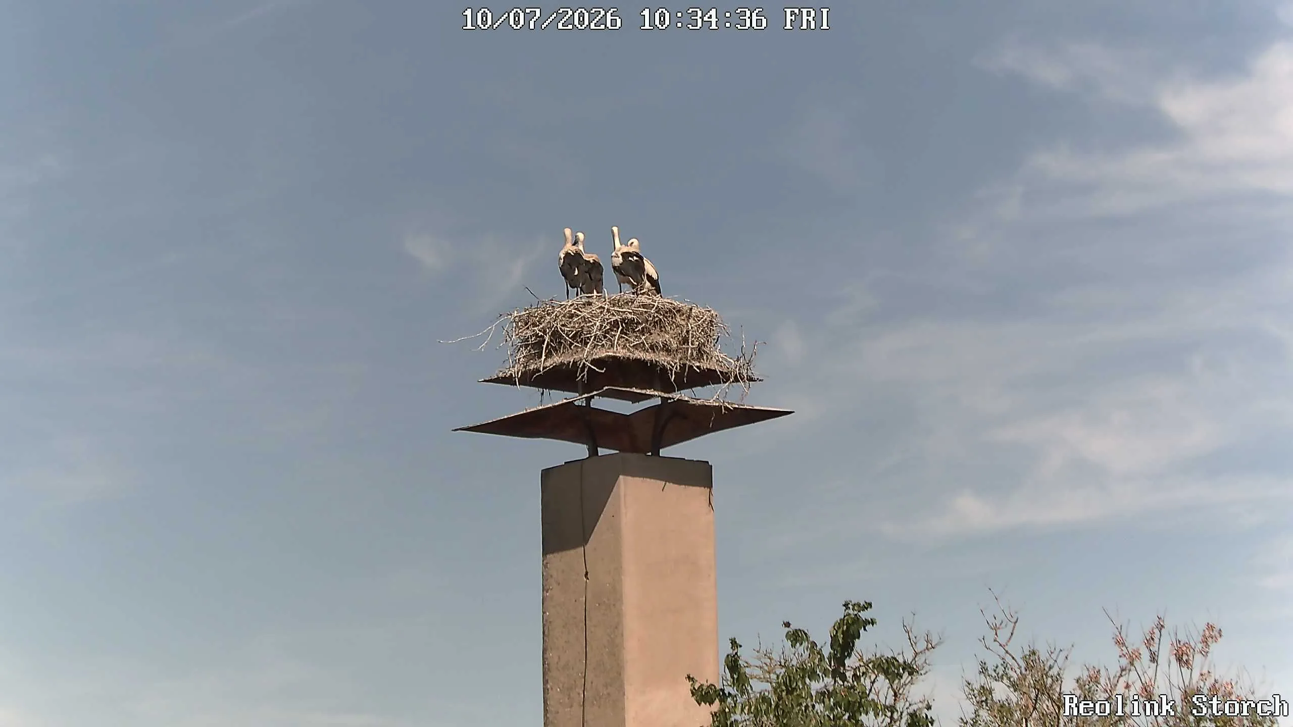 Storchencam Bild