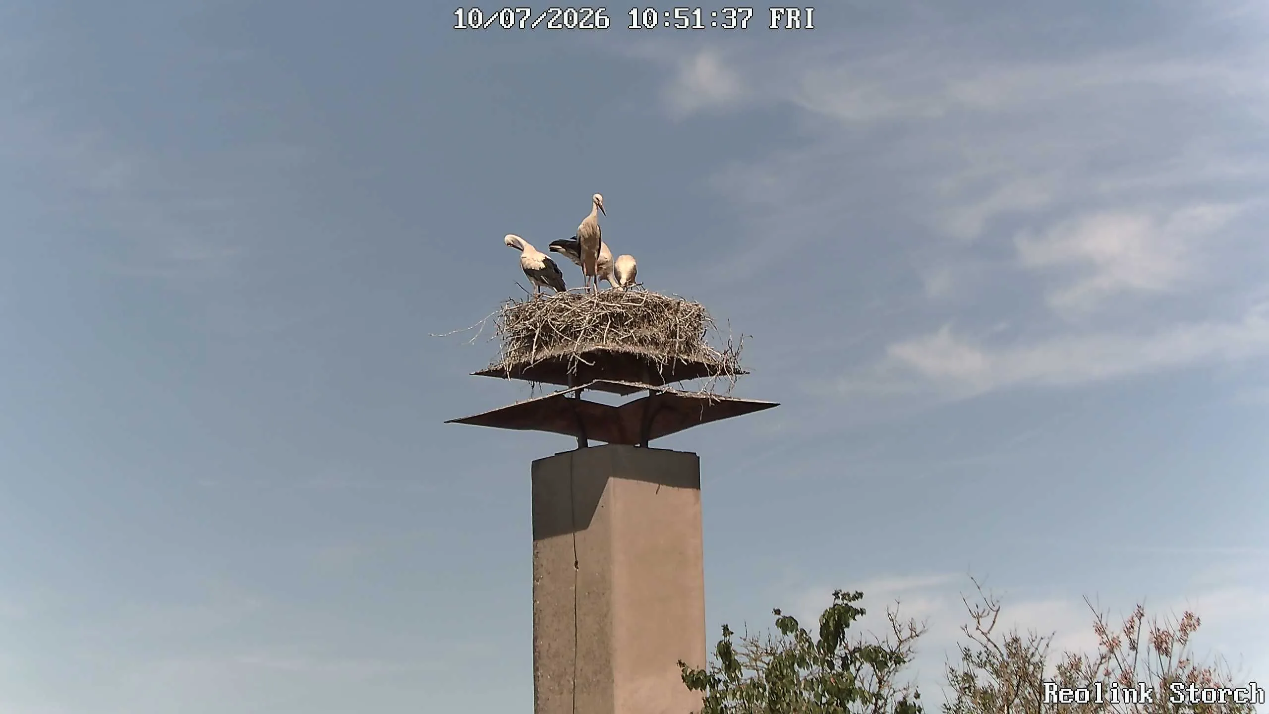 Storchencam Bild