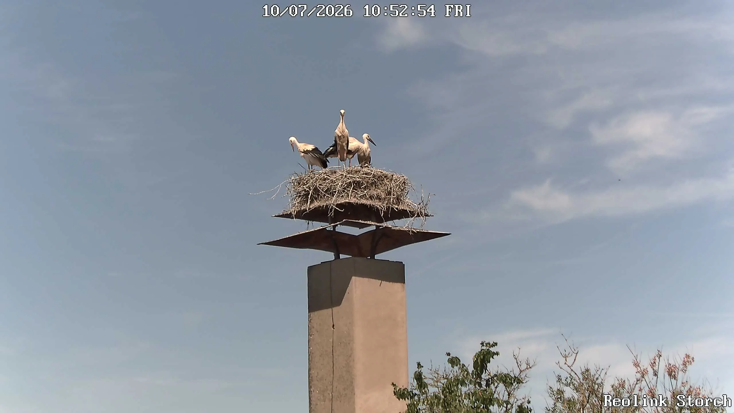 Storchencam Bild