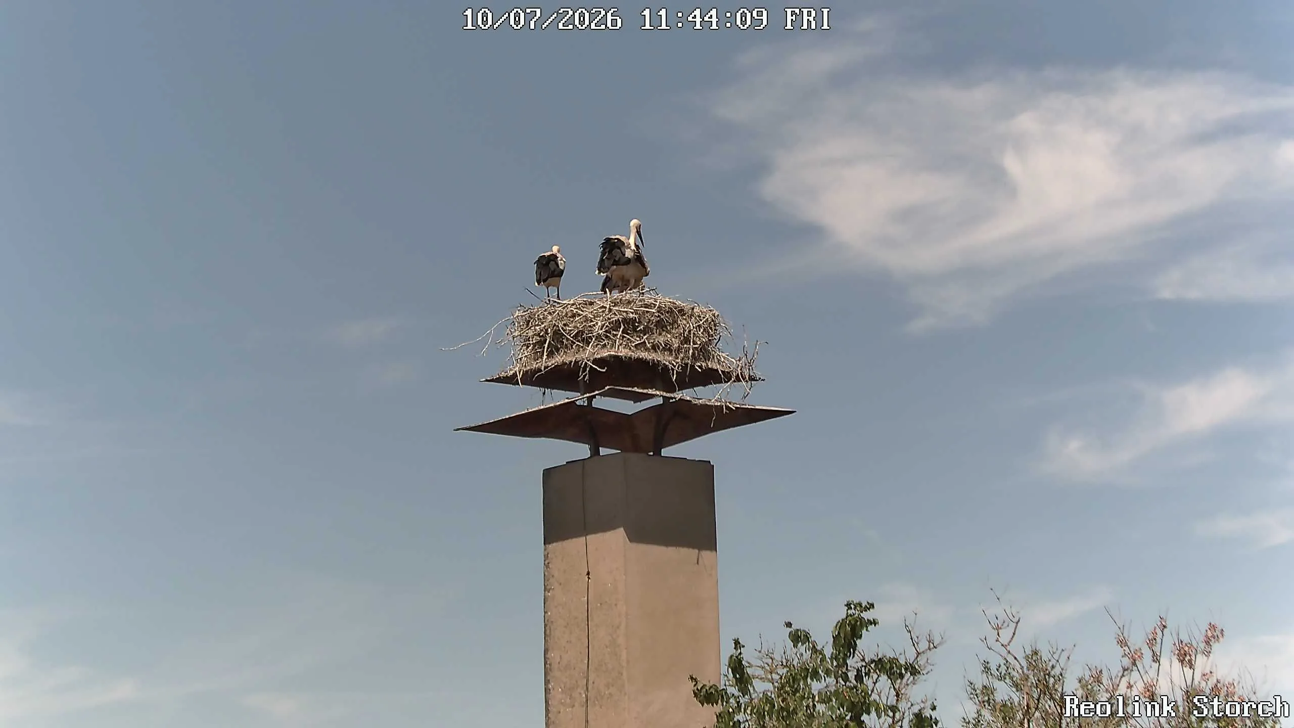 Storchencam Bild