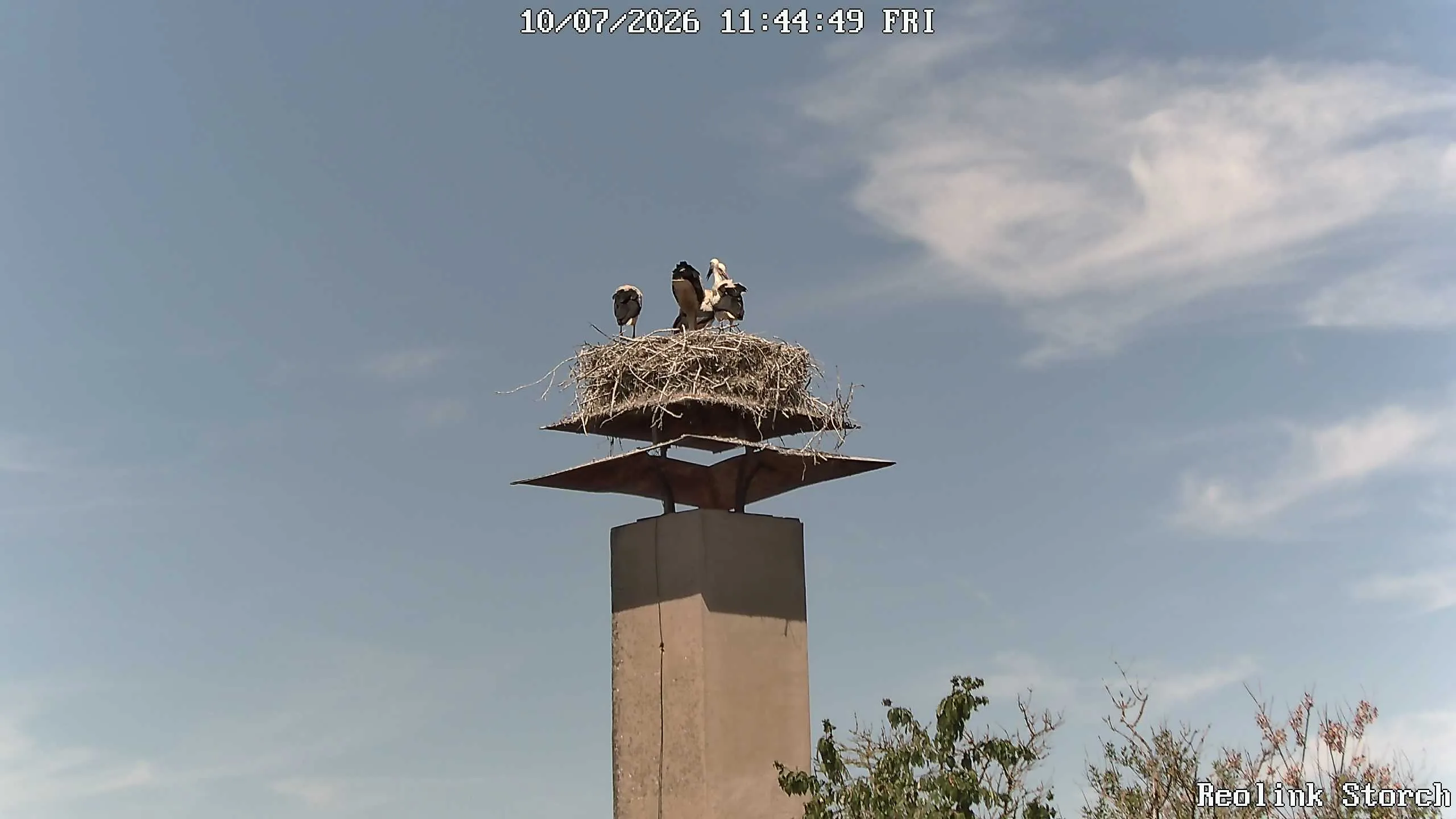 Storchencam Bild