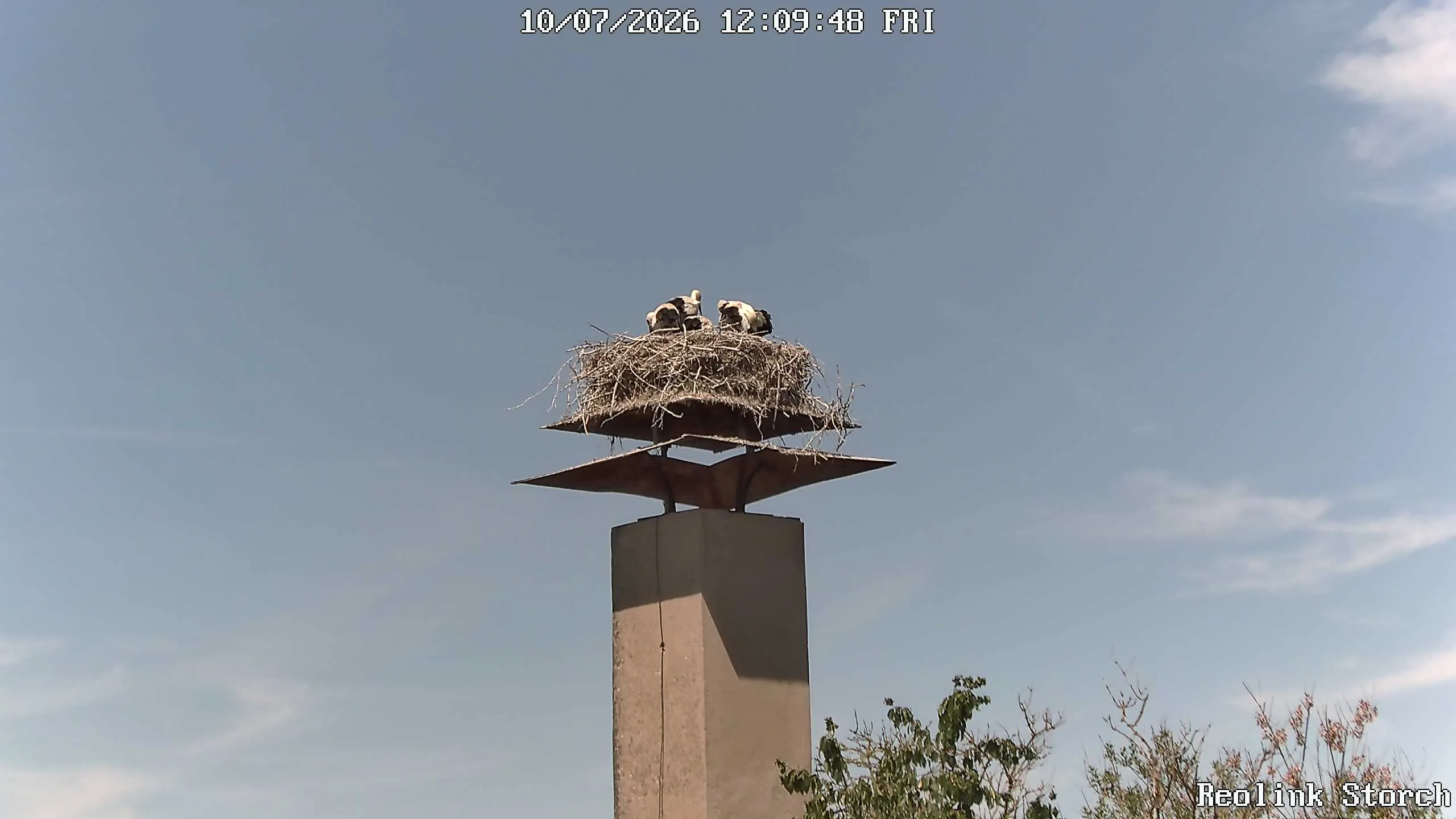 Storchencam Bild