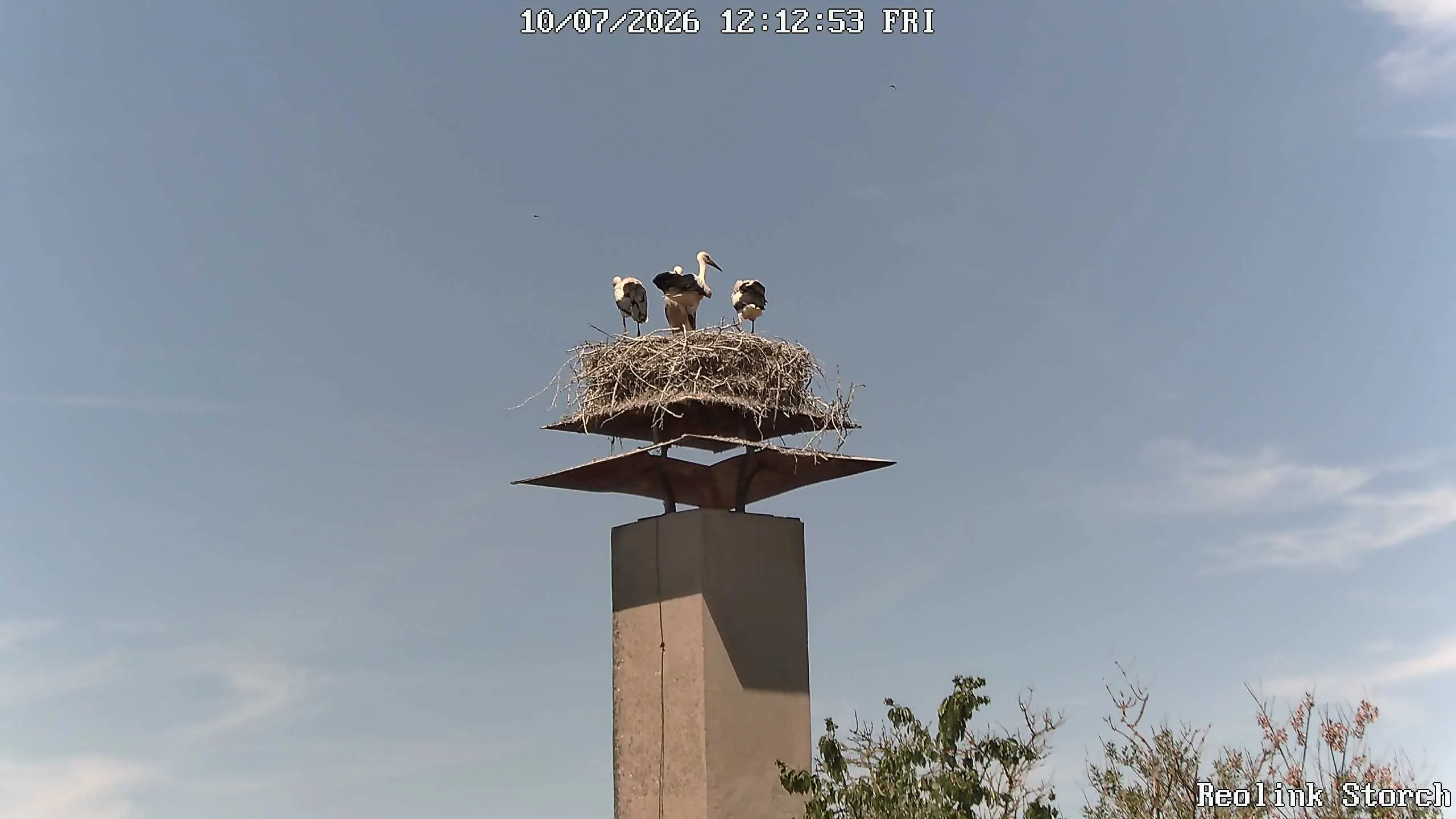 Storchencam Bild