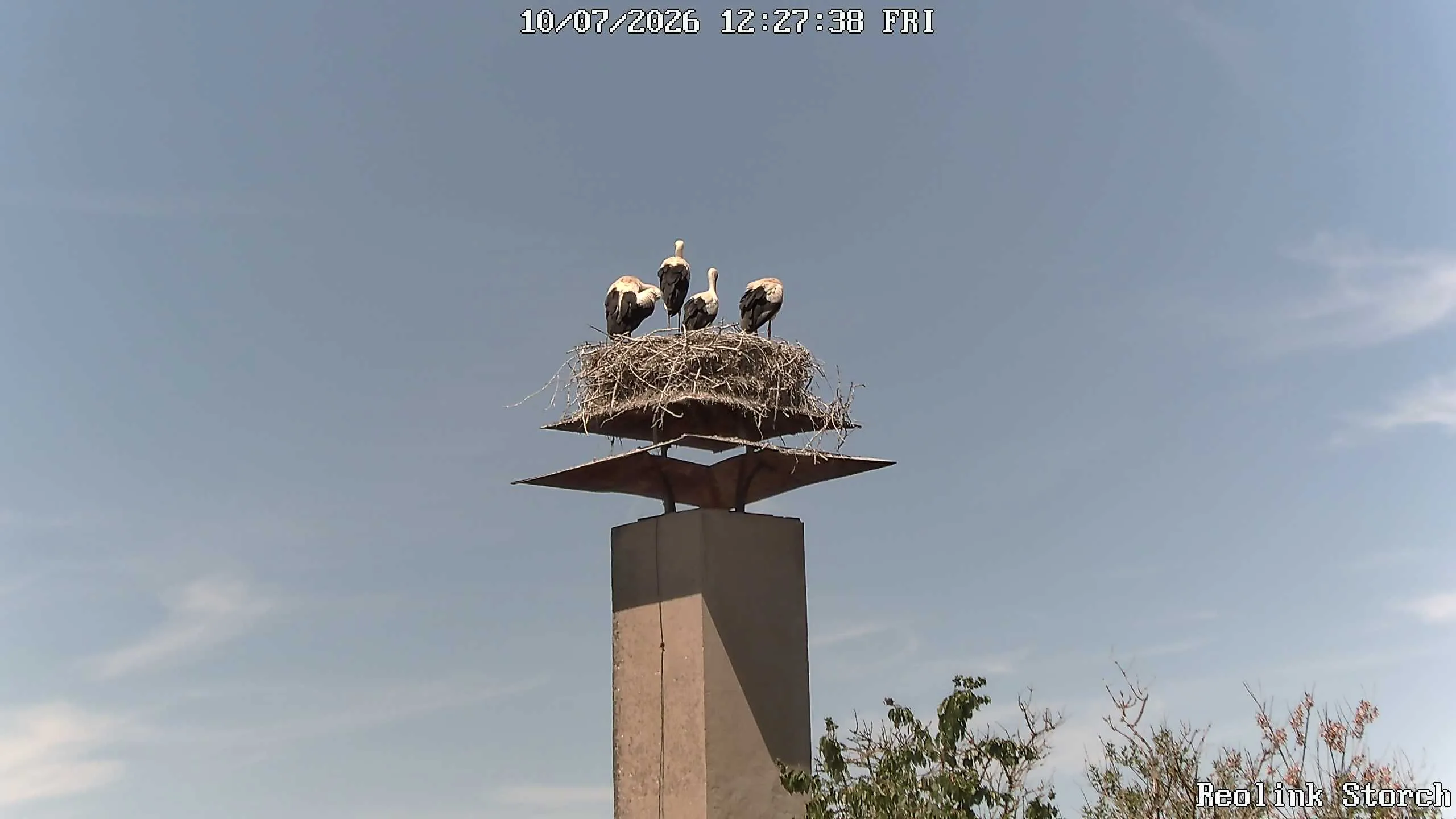 Storchencam Bild