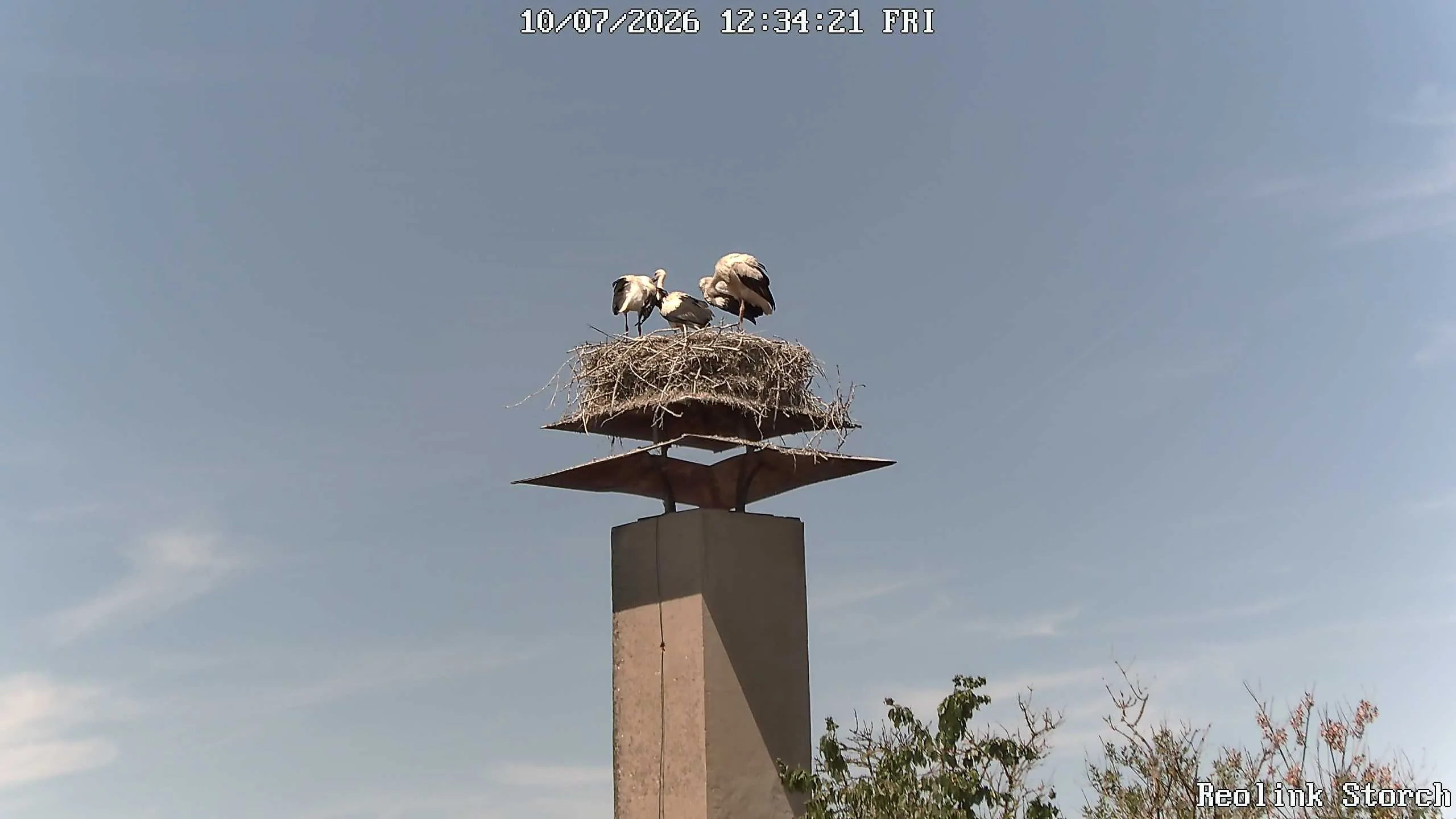 Storchencam Bild