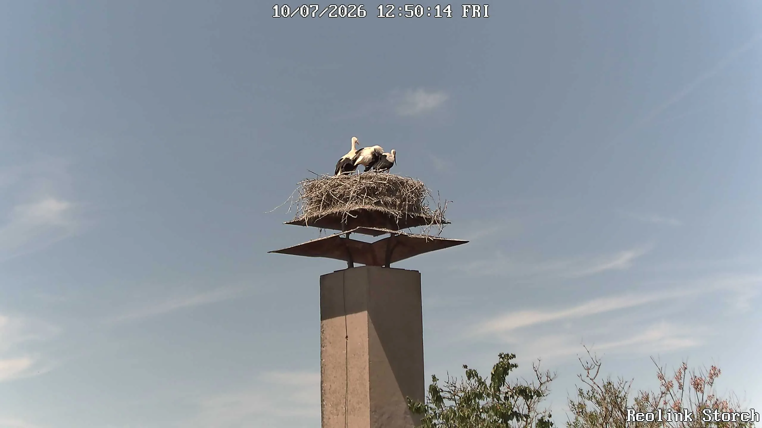 Storchencam Bild