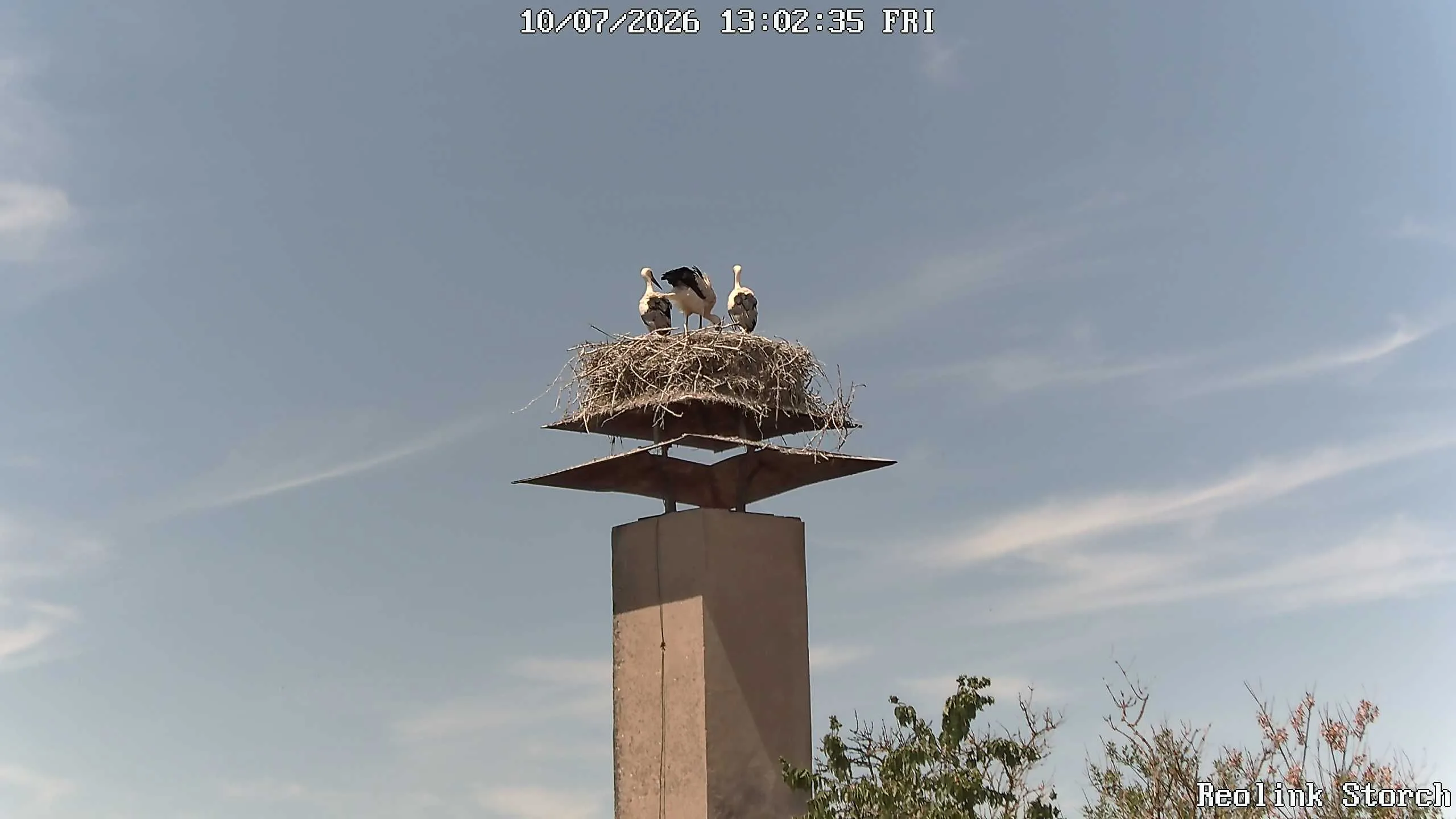 Storchencam Bild
