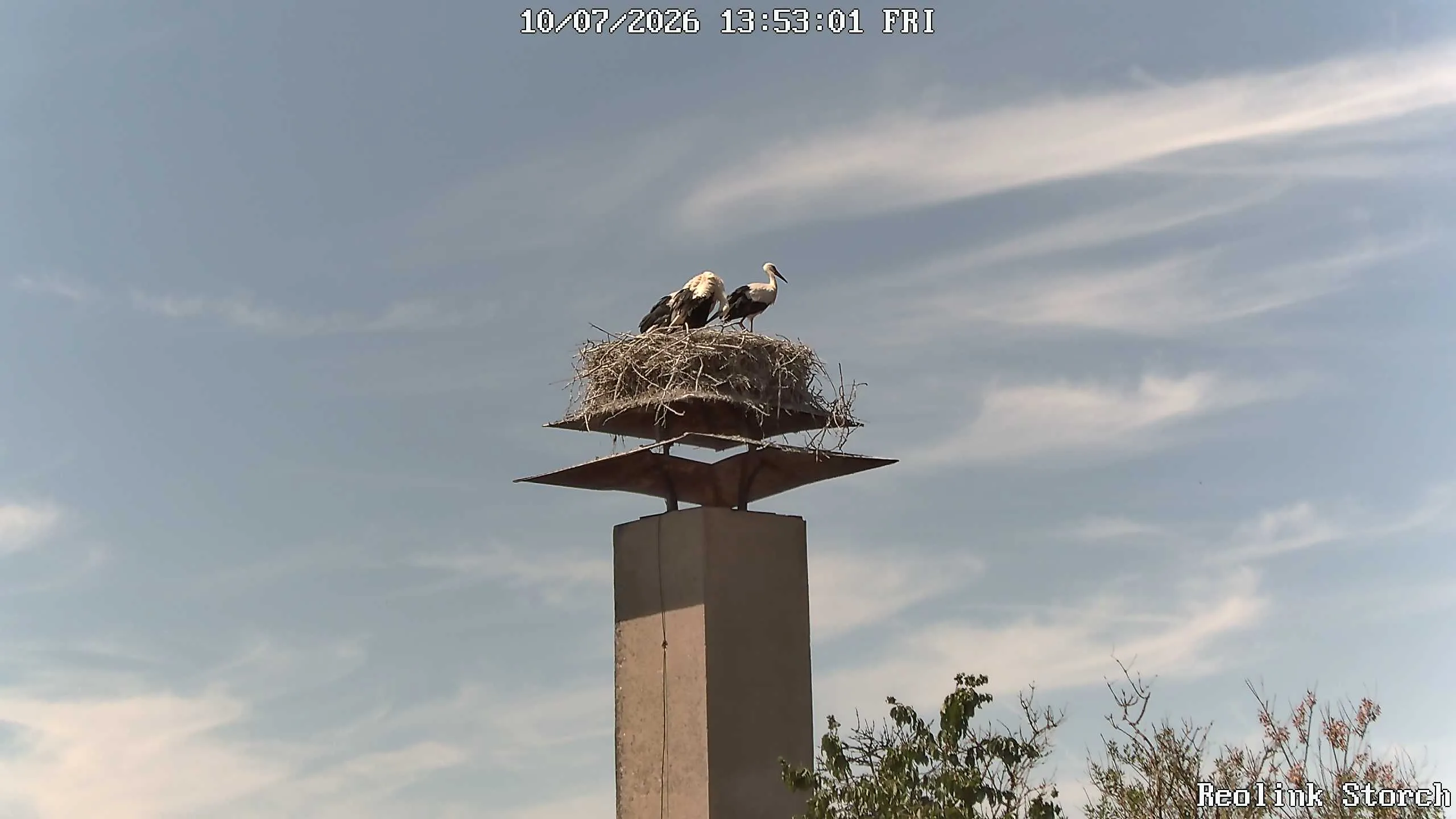 Storchencam Bild